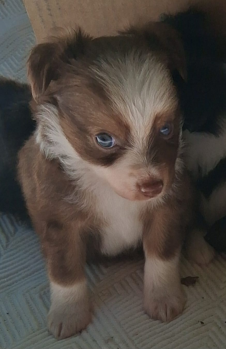 Cocoa – Chihuahua, Toy Australian Shepherd puppy for sale in Smithfield, VA