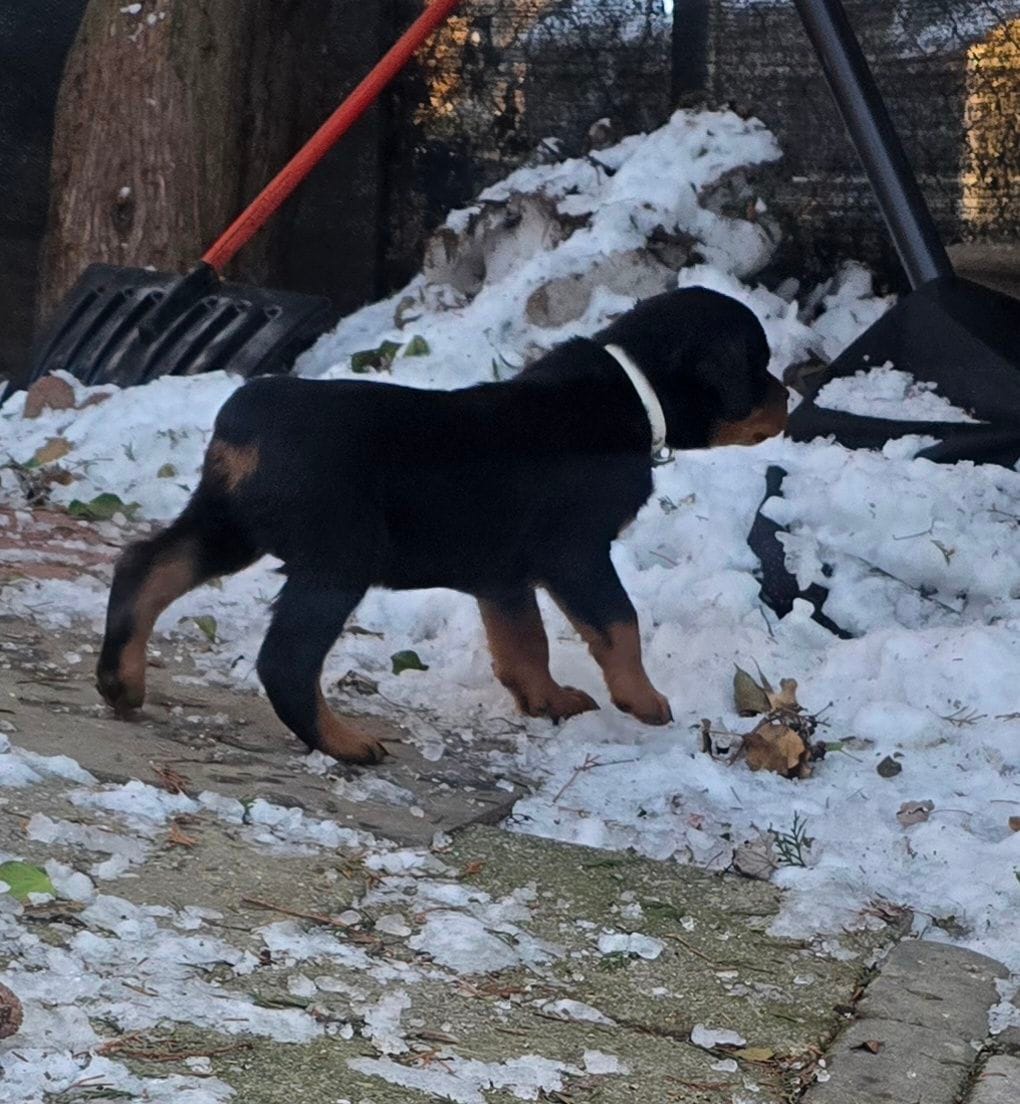 White, a male Rottweiler for sale in Rockville, MD – Photo 2 of 4