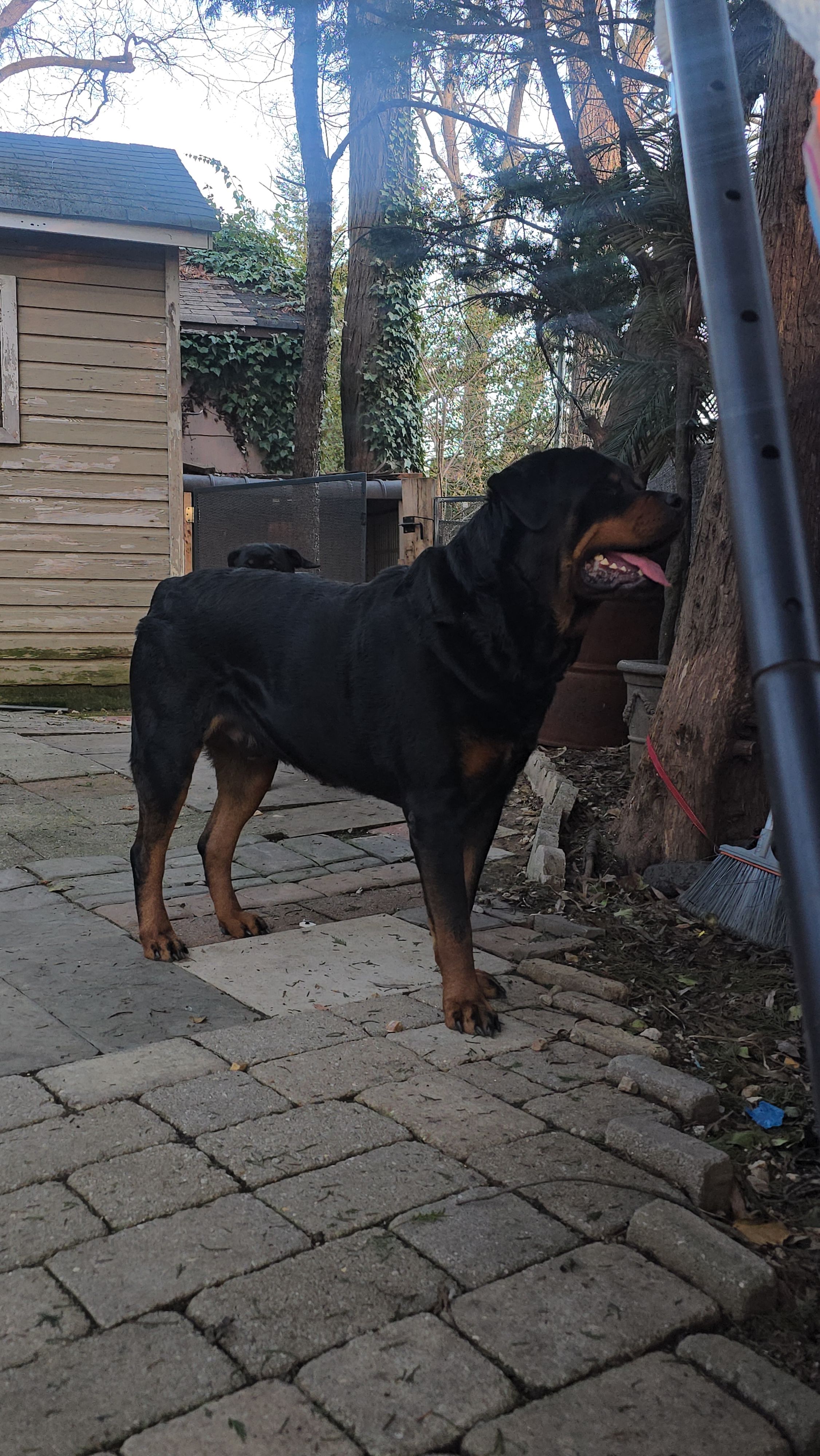 White, a male Rottweiler for sale in Rockville, MD – Photo 4 of 4