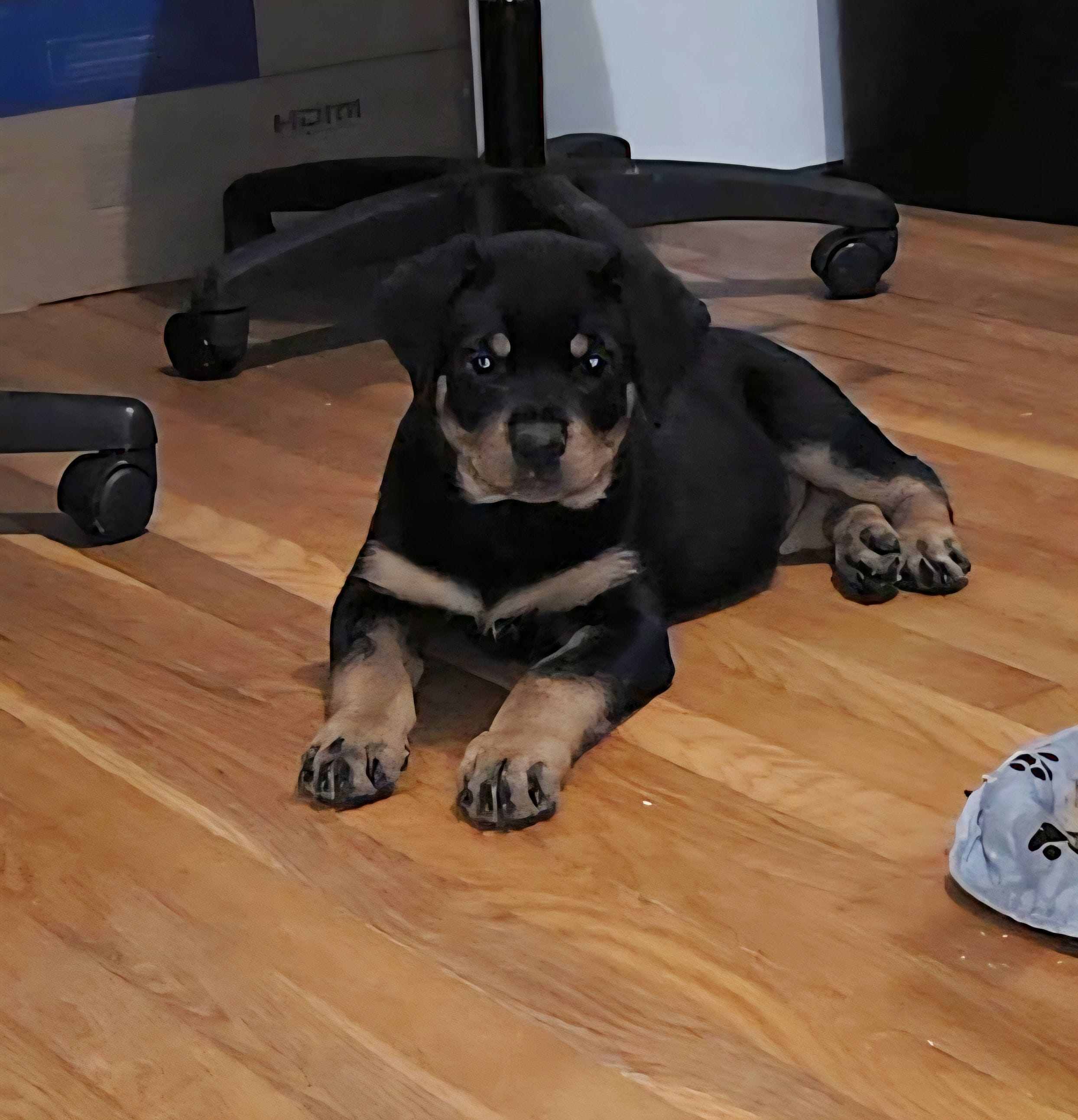 Blue – Rottweiler puppy for sale in Rockville, MD