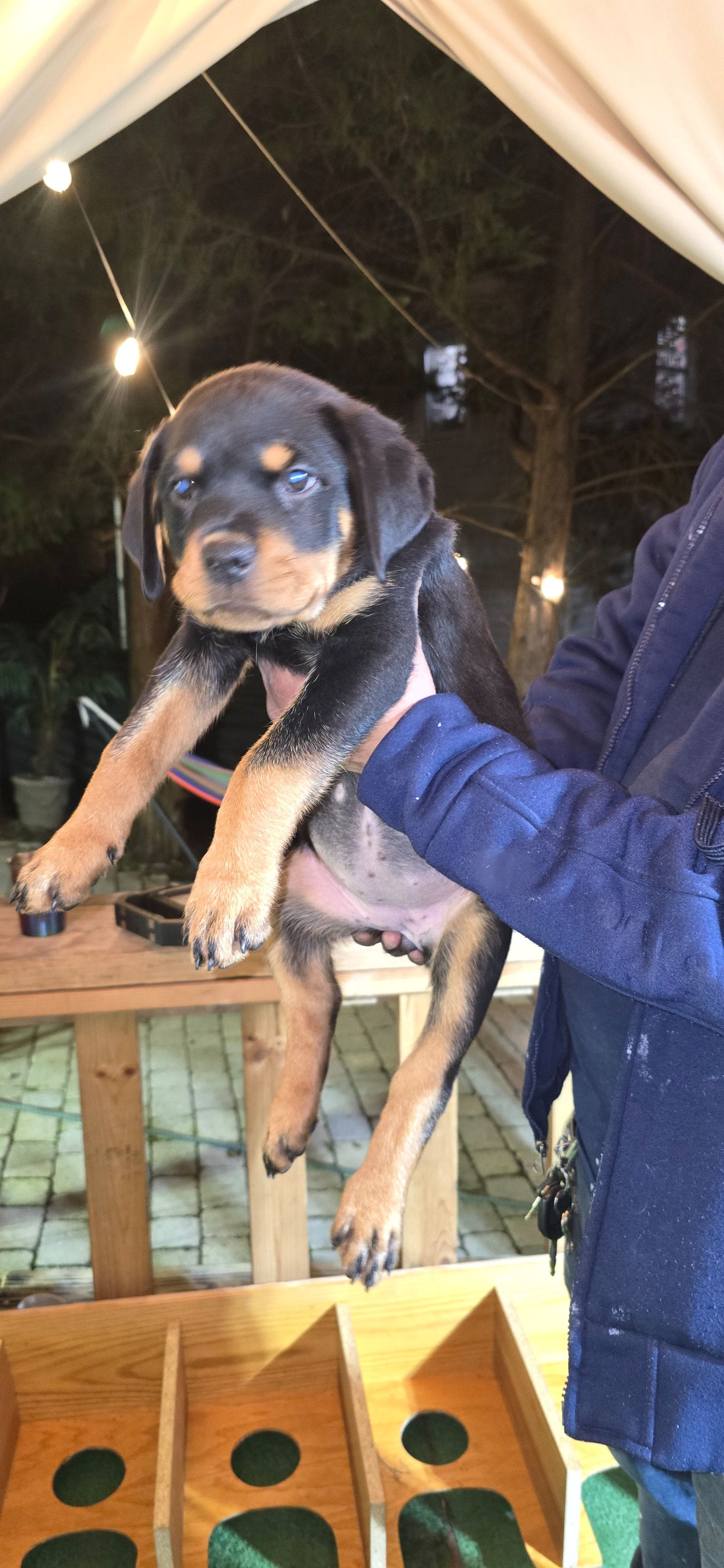 Purple – Rottweiler puppy for sale in Rockville, MD