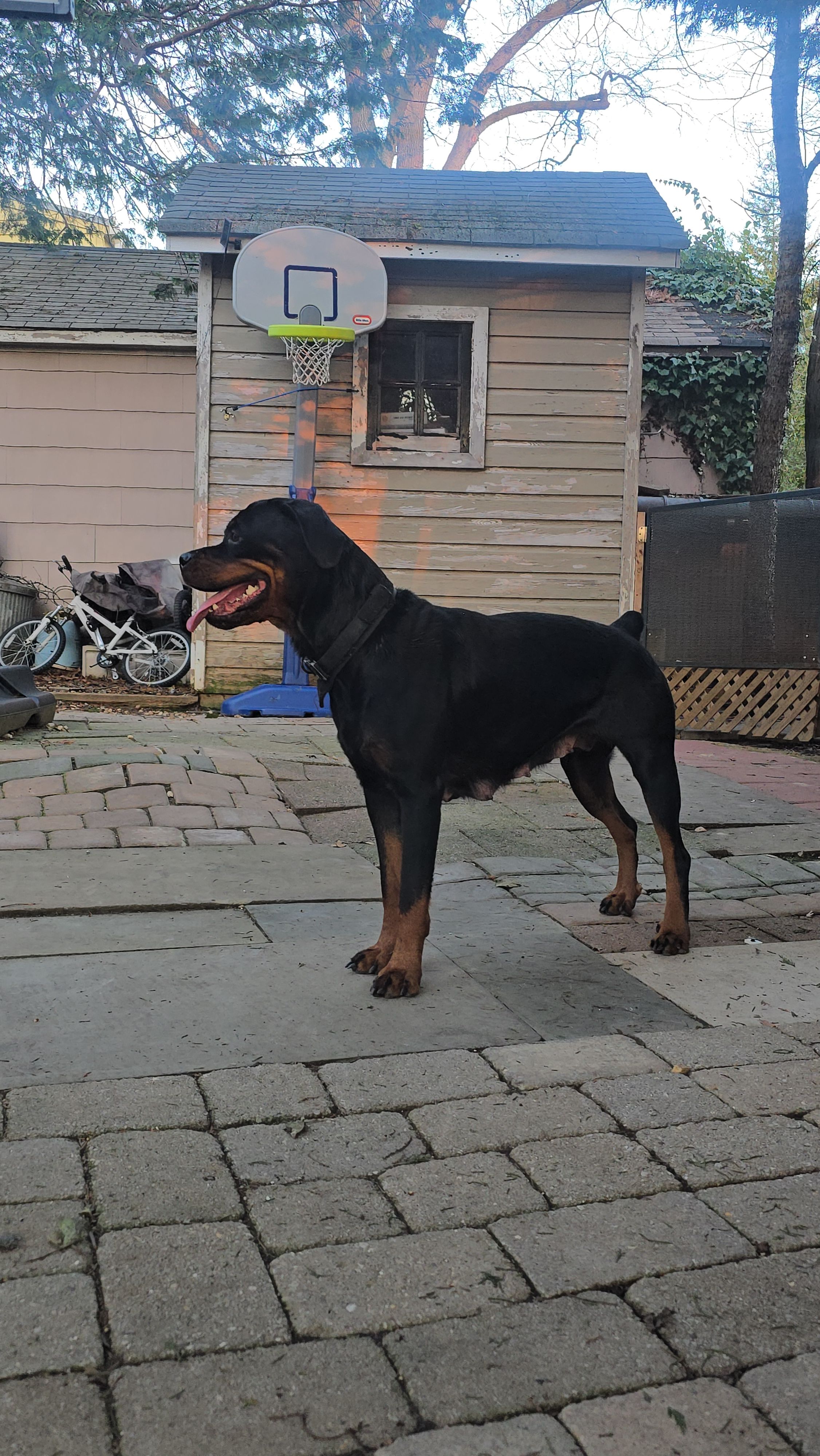 Yellow, a female Rottweiler for sale in Rockville, MD – Photo 3 of 4