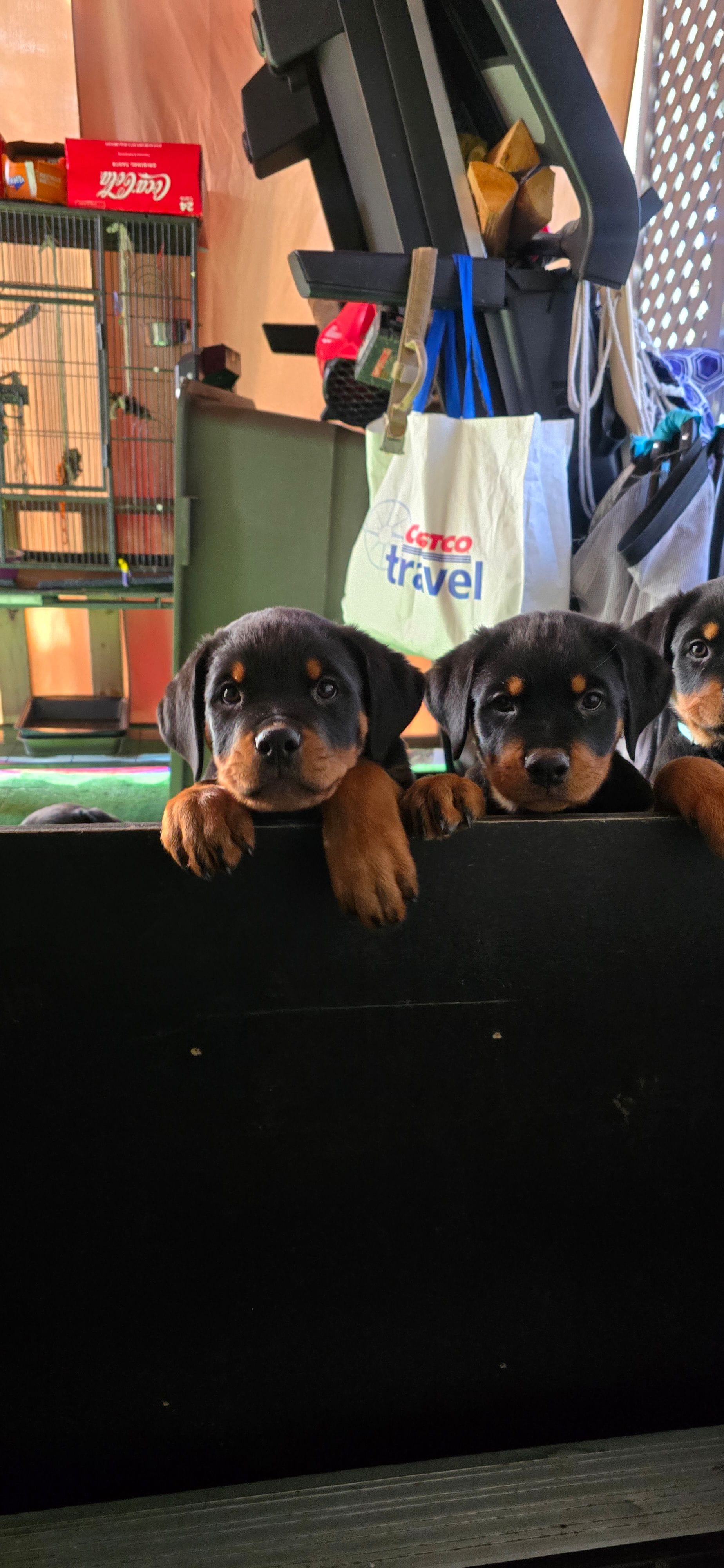 Purple, a female Rottweiler for sale in Rockville, MD – Photo 2 of 2