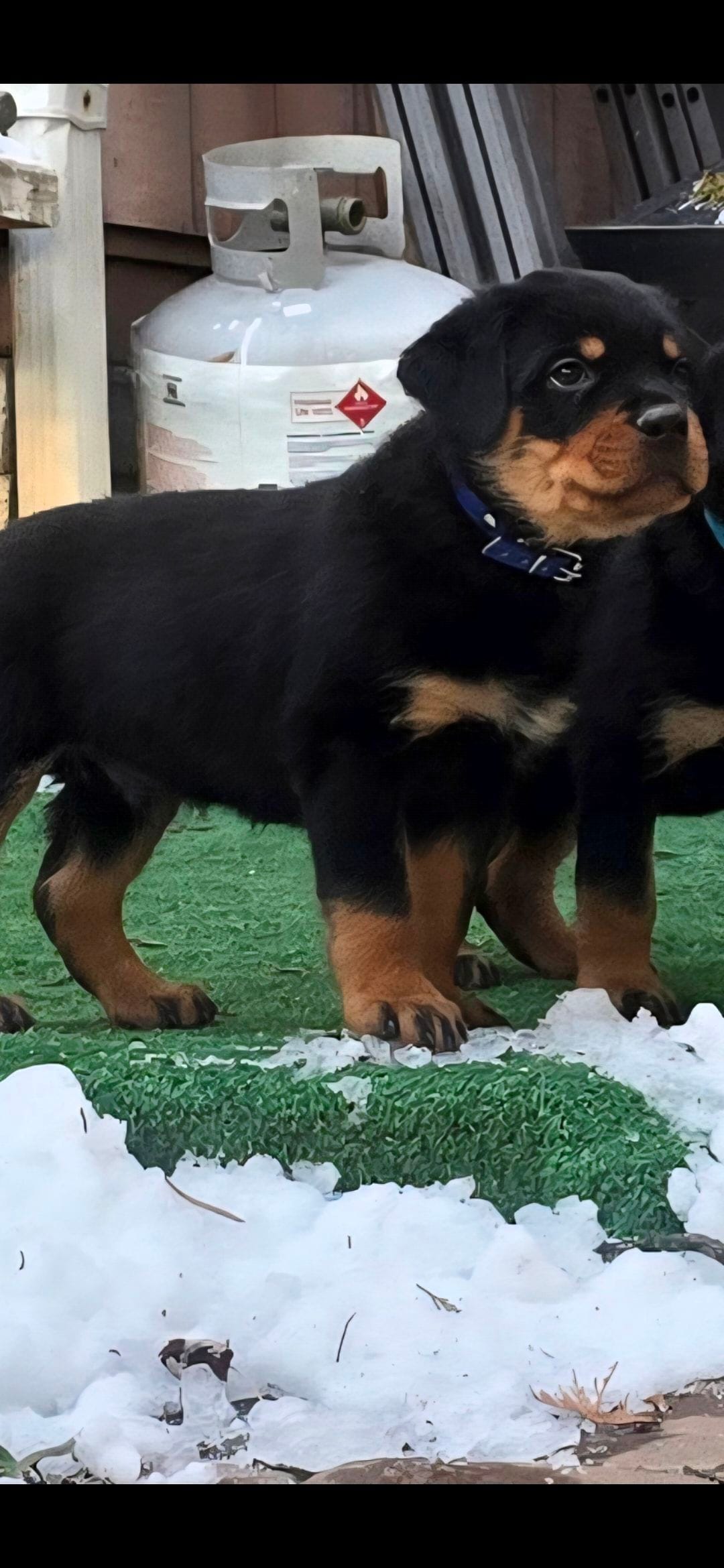 Blue, a male Rottweiler for sale in Rockville, MD – Photo 4 of 4