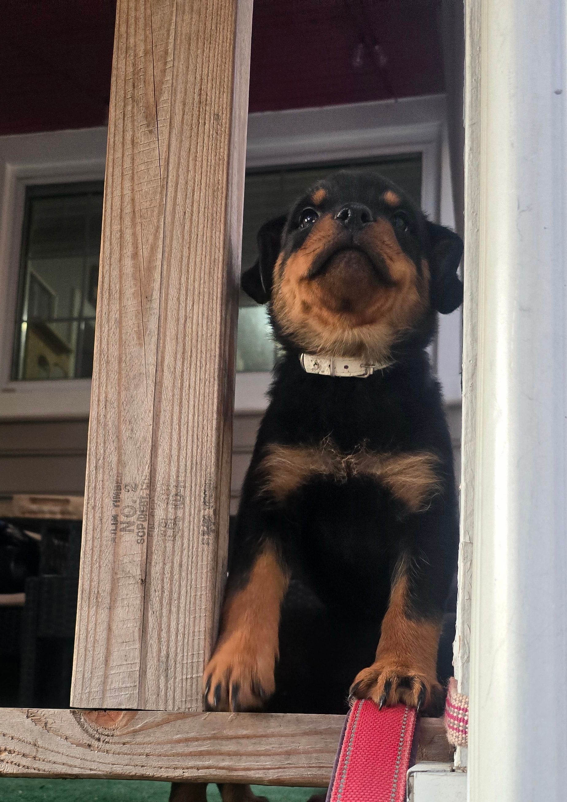 White – Rottweiler puppy for sale in Rockville, MD