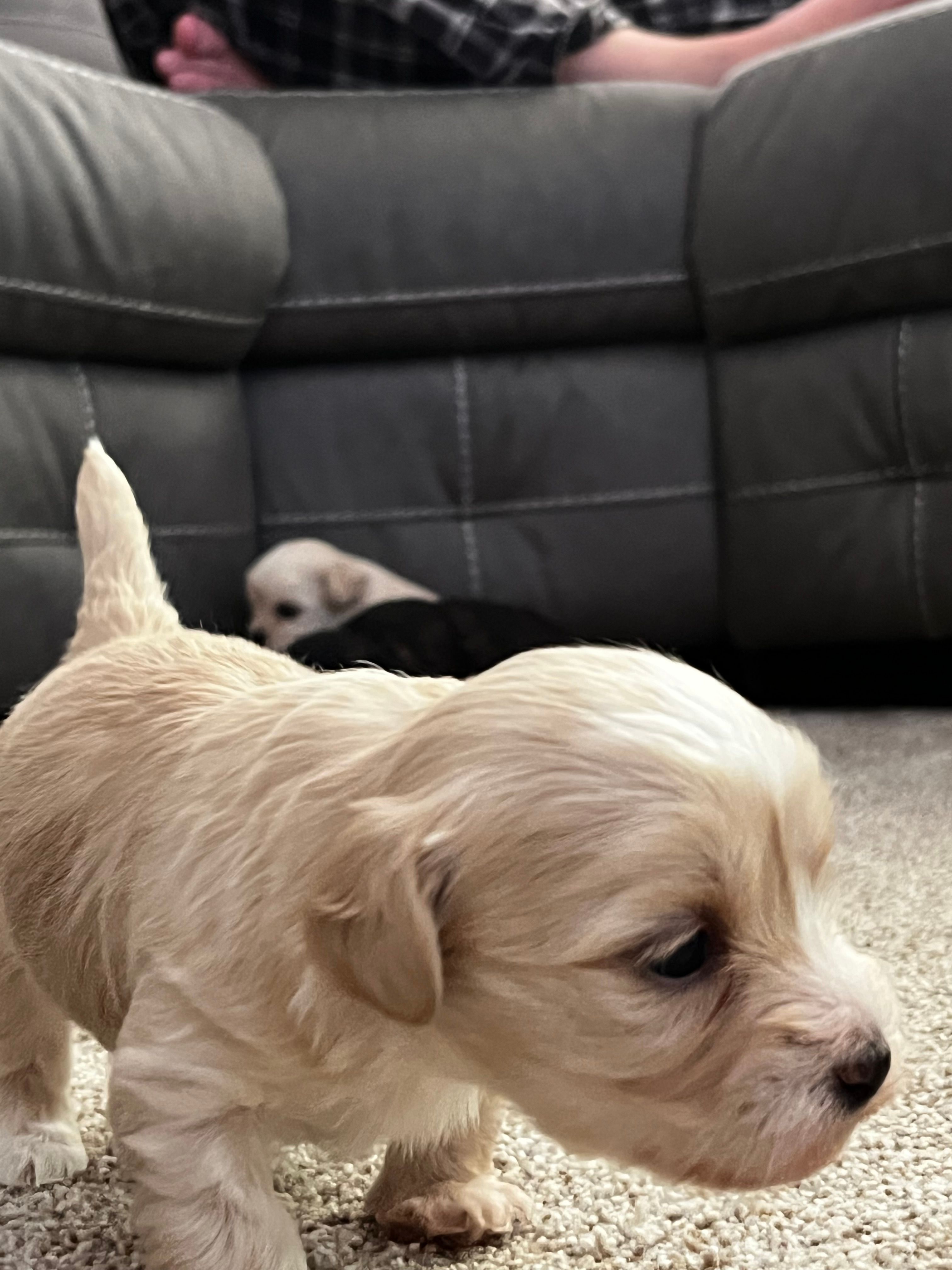 Shih Tzu  – Shih Tzu puppy for sale in Colbert, GA