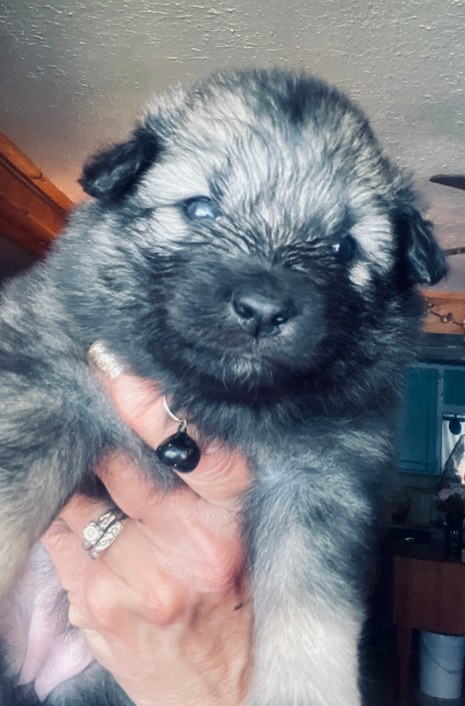 Girl 7 black – Keeshond puppy for sale in Oklahoma City, OK