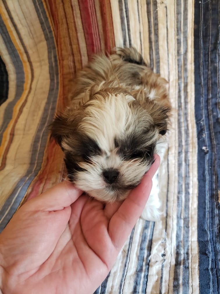 AKC Boy 3 – Shih Tzu puppy for sale in Jackson, TN