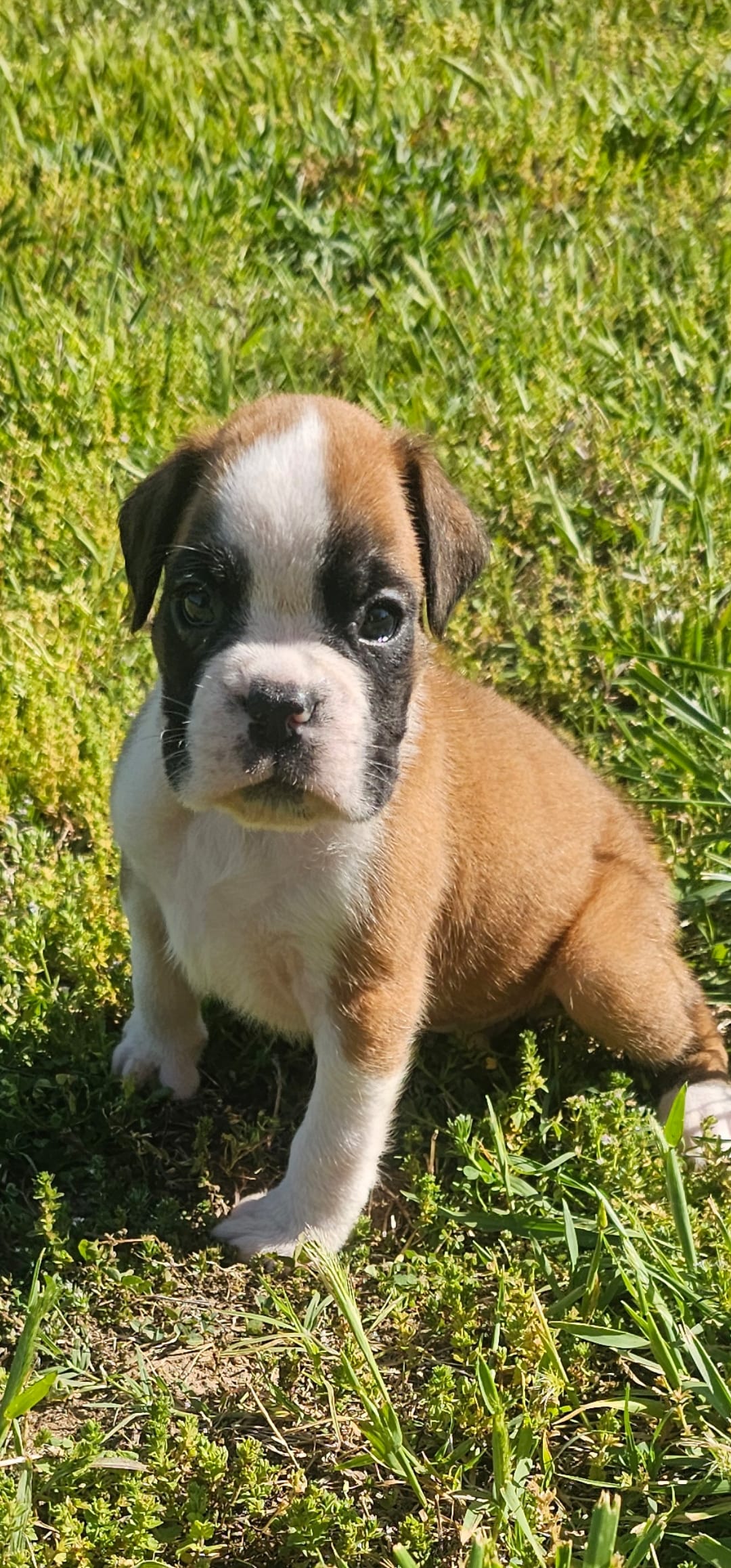 100% Flashy Fawn Male  – Boxer puppy for sale in Brownsville, TN