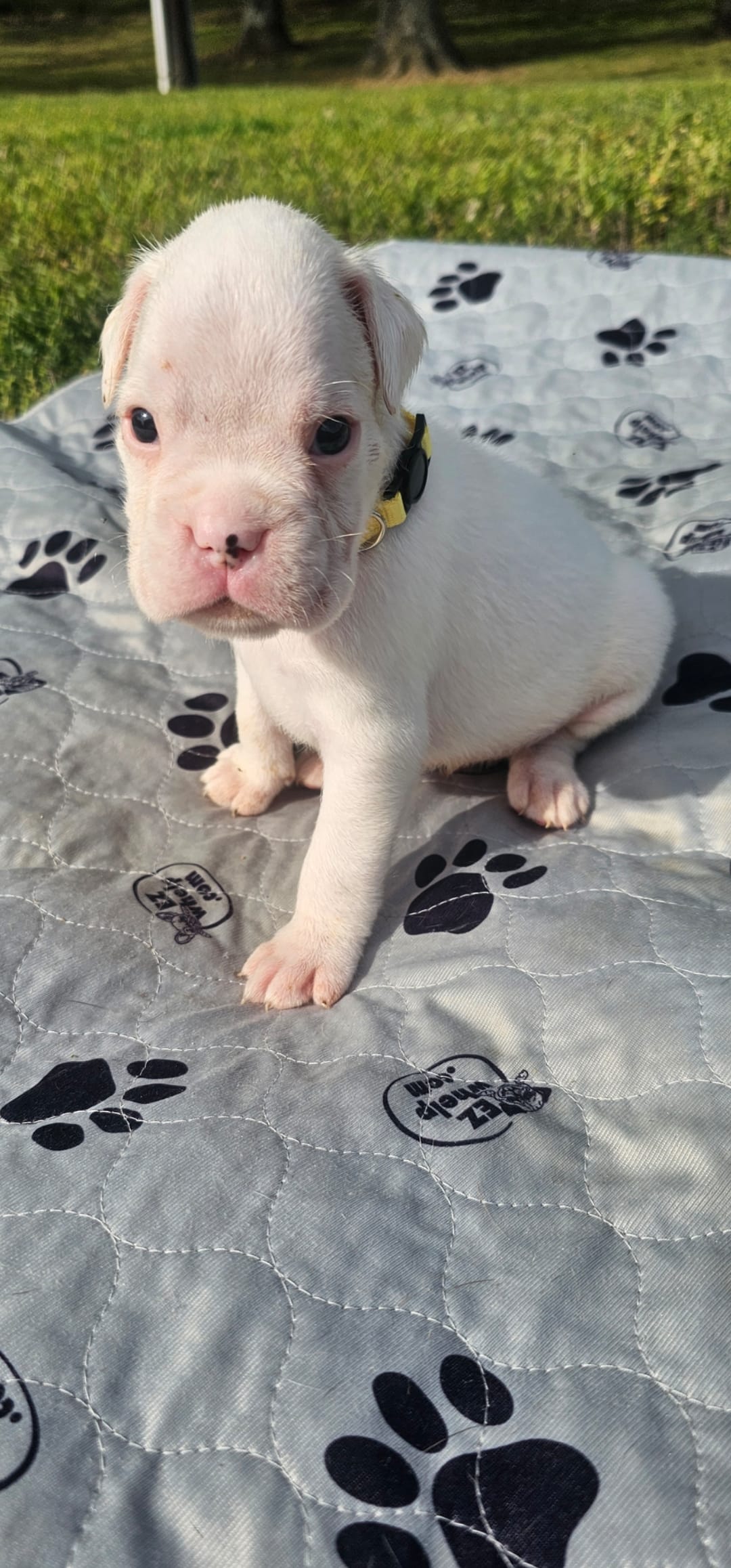 100% European White Male  Yellow Collar – Boxer puppy for sale in Brownsville, TN