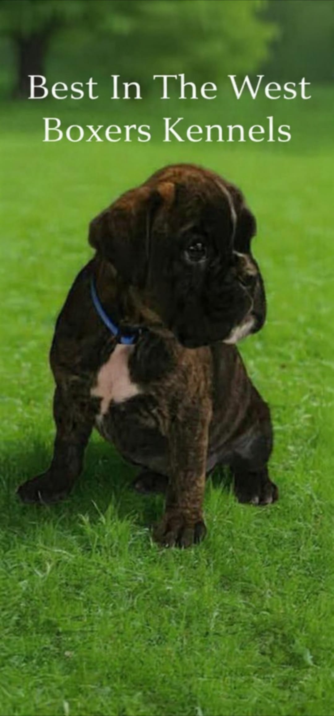 100% European puppies coming  March 19th – Boxer puppy for sale in Brownsville, TN