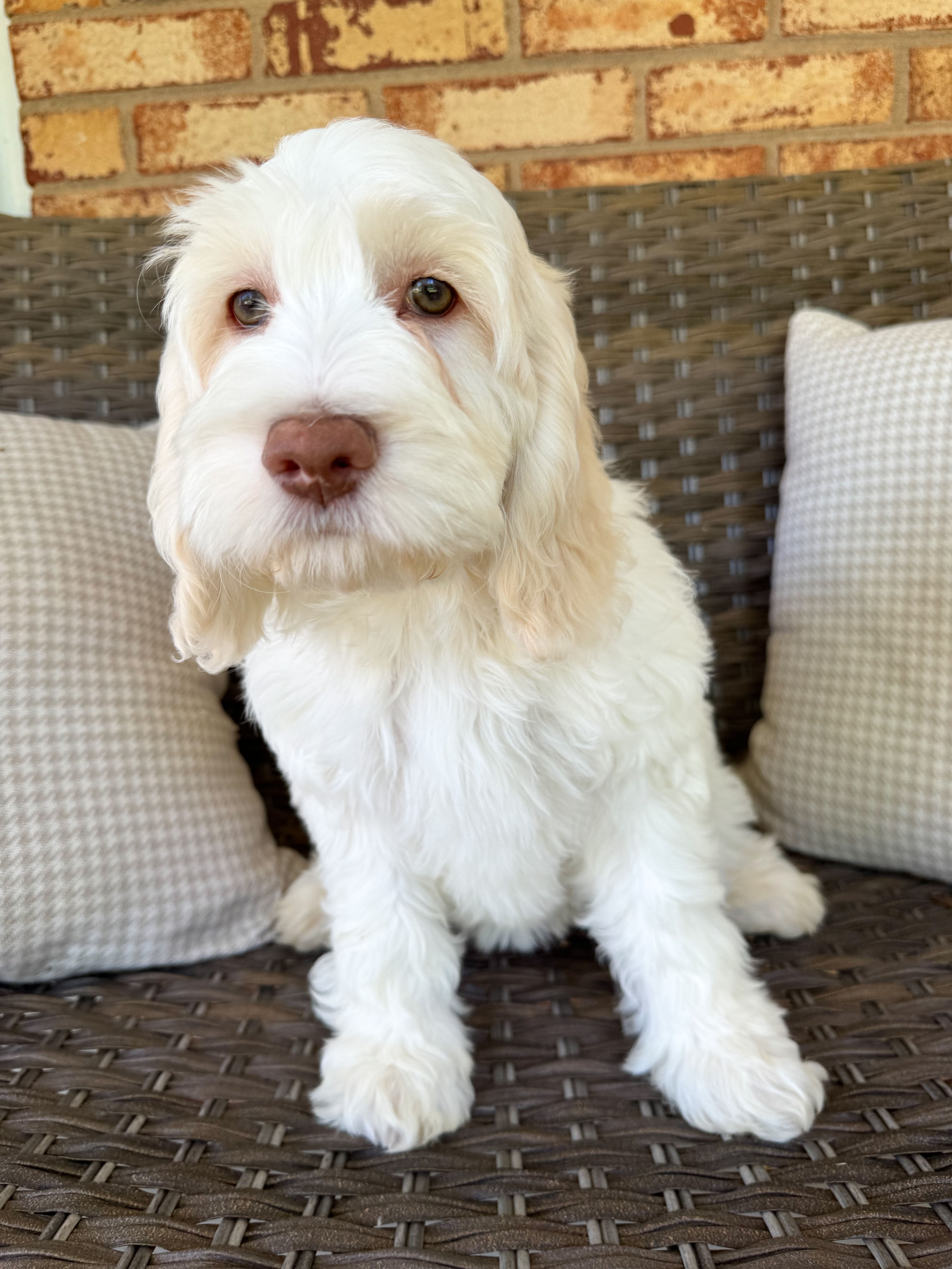 Bluebelle – Cockapoo puppy for sale in Hickory, NC
