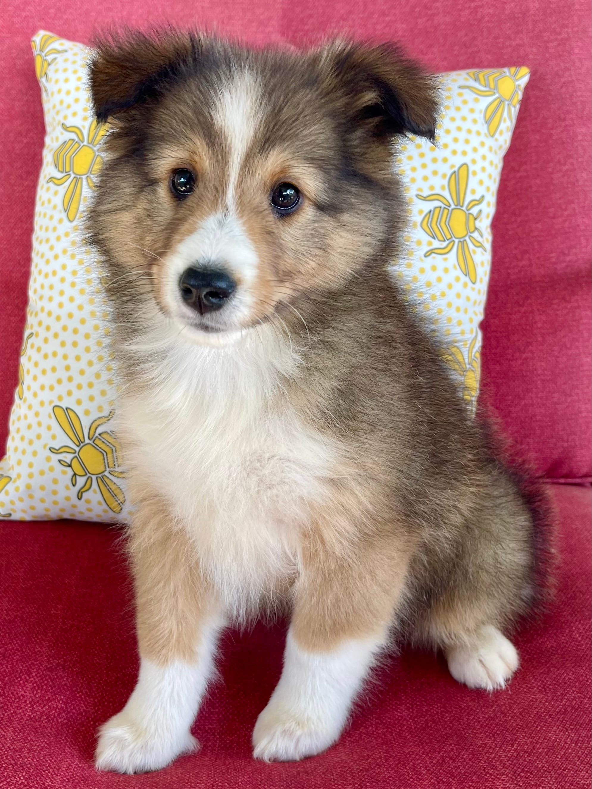 Ruby  – Shetland Sheepdog puppy for sale in Bloomfield, MO