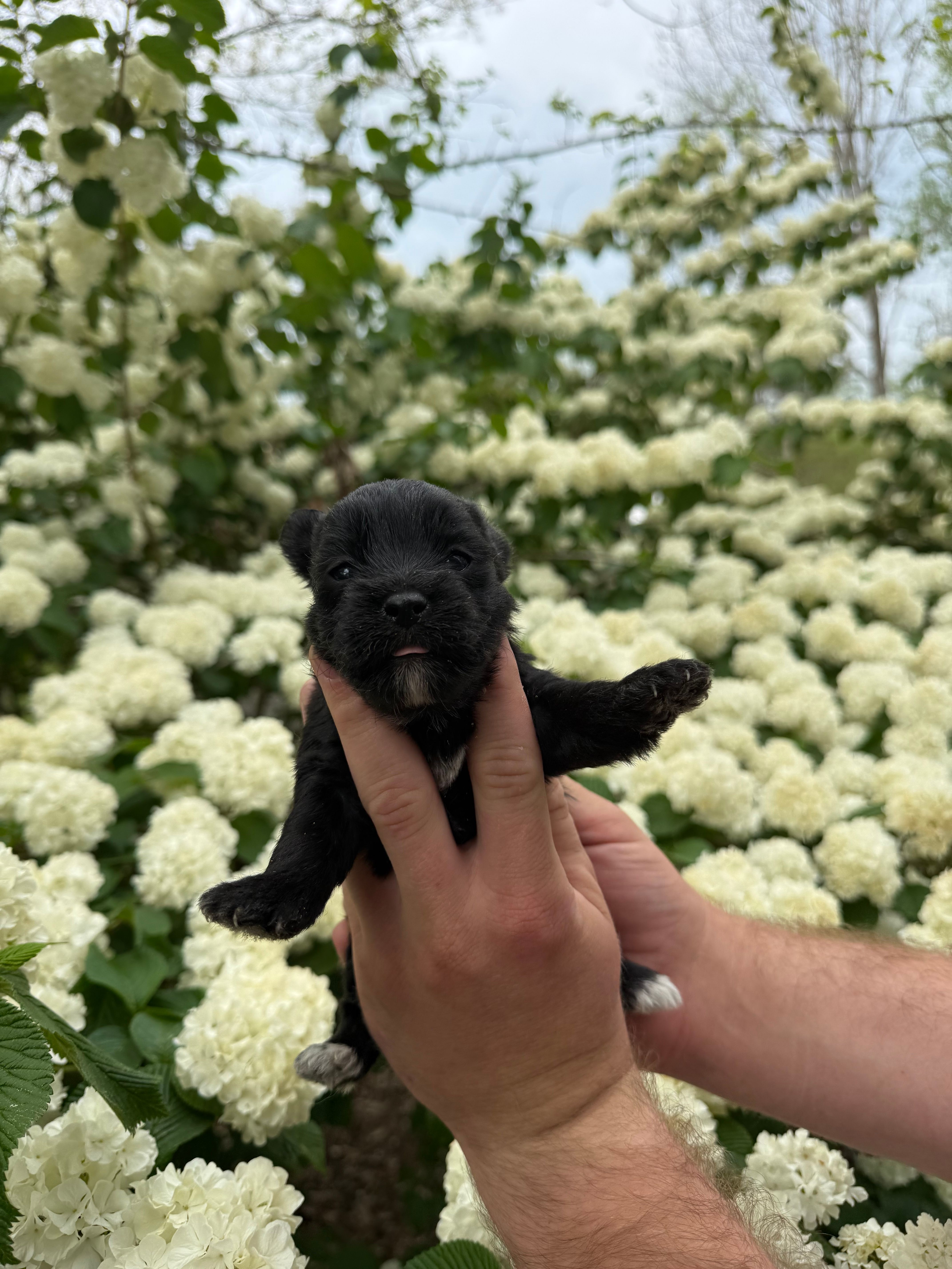 Lucy – Yorkipoo puppy for sale in Henderson, NC
