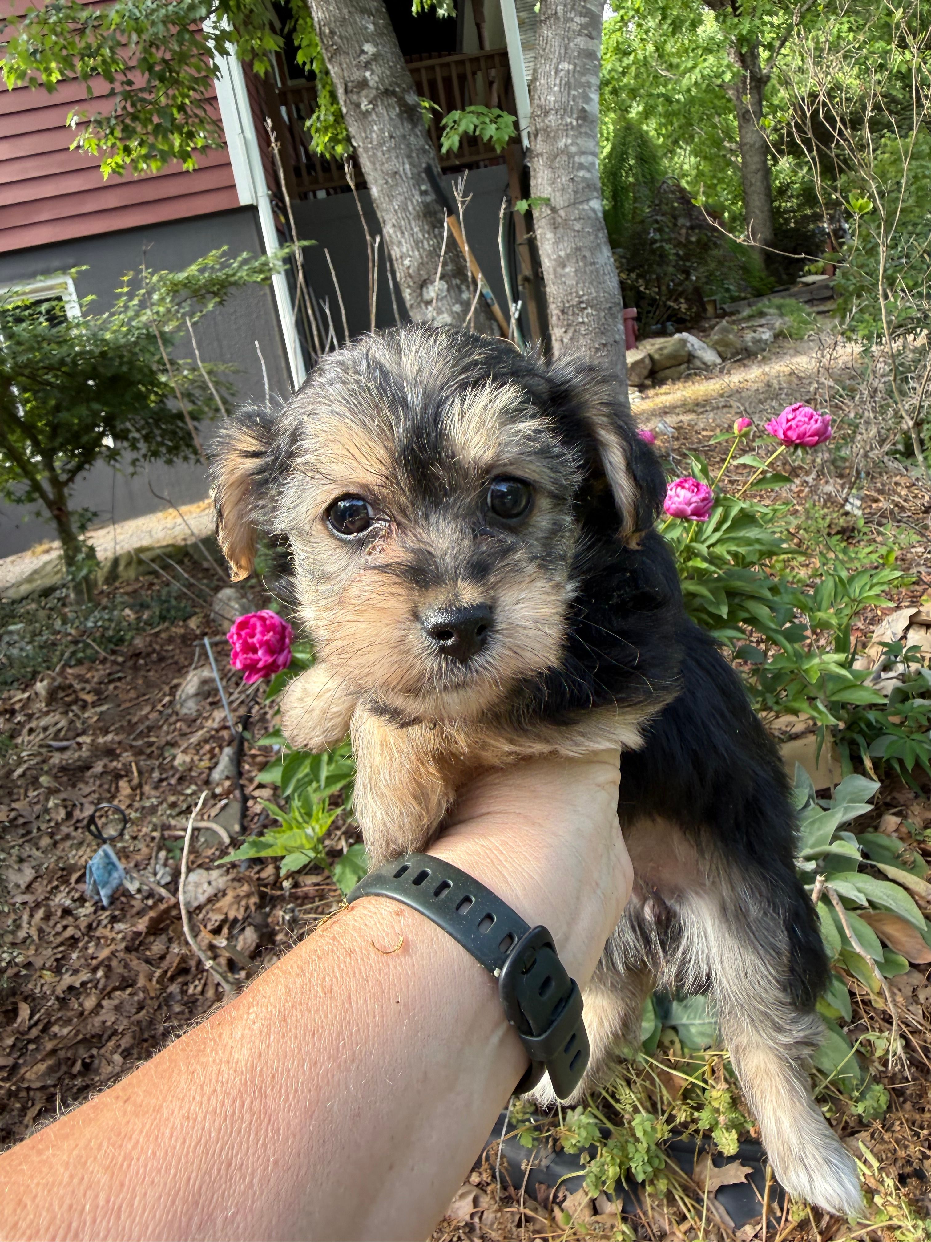 Tara – Yorkipoo puppy for sale in Henderson, NC