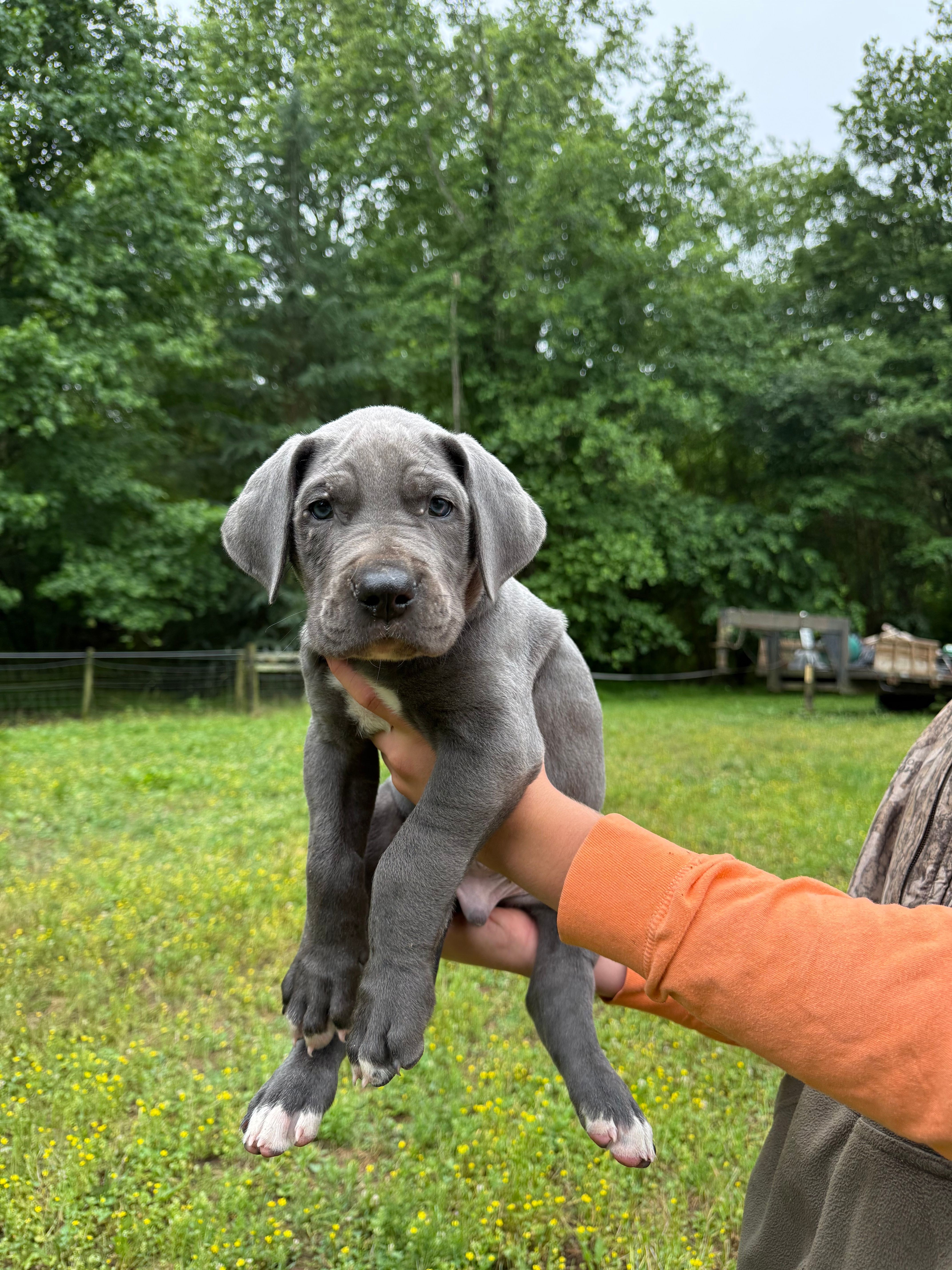 Addie – Great Dane puppy for sale in Henderson, NC