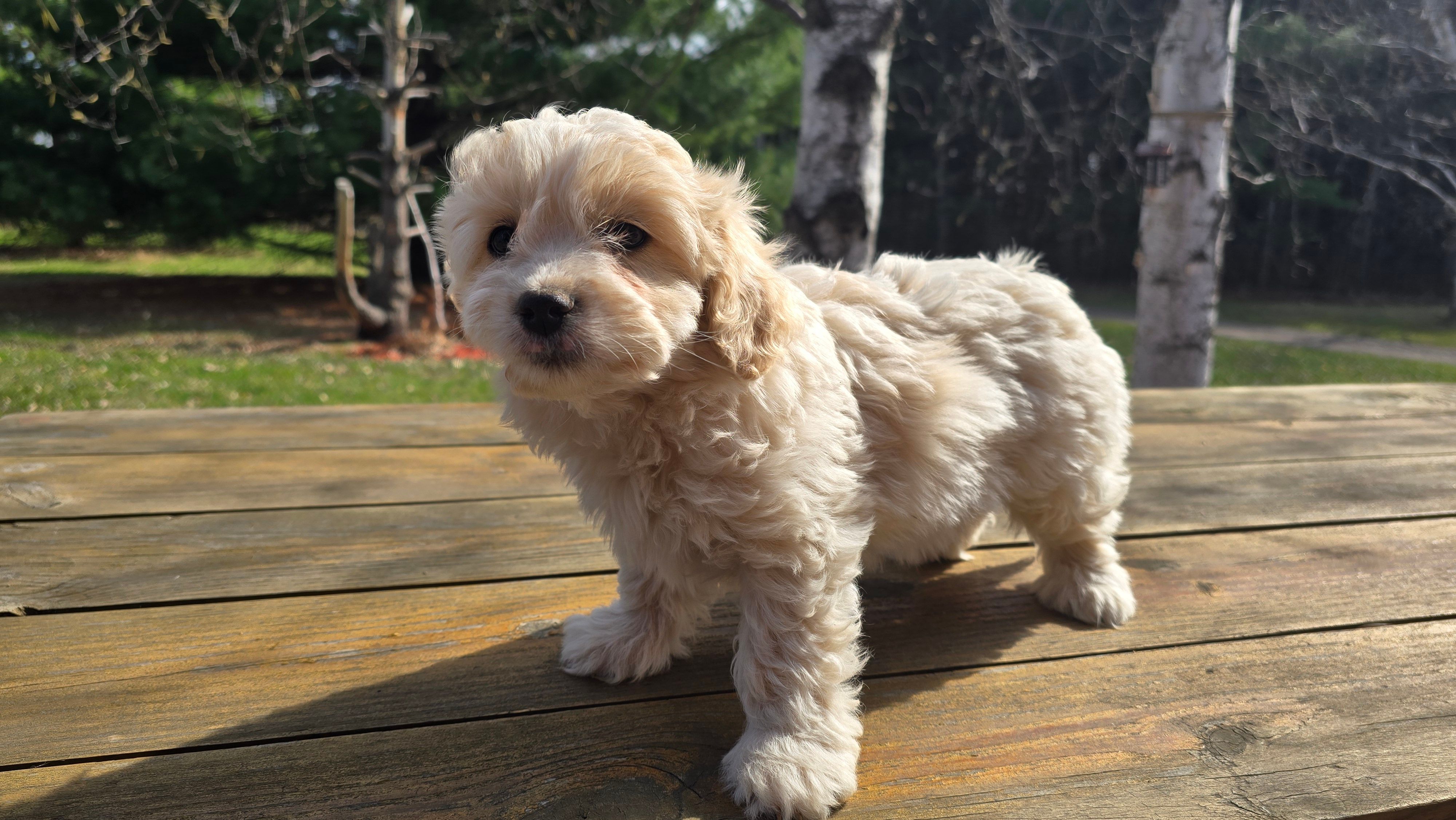 Jess – Bichon Frise, Cavapoo puppy for sale in Mora, MN