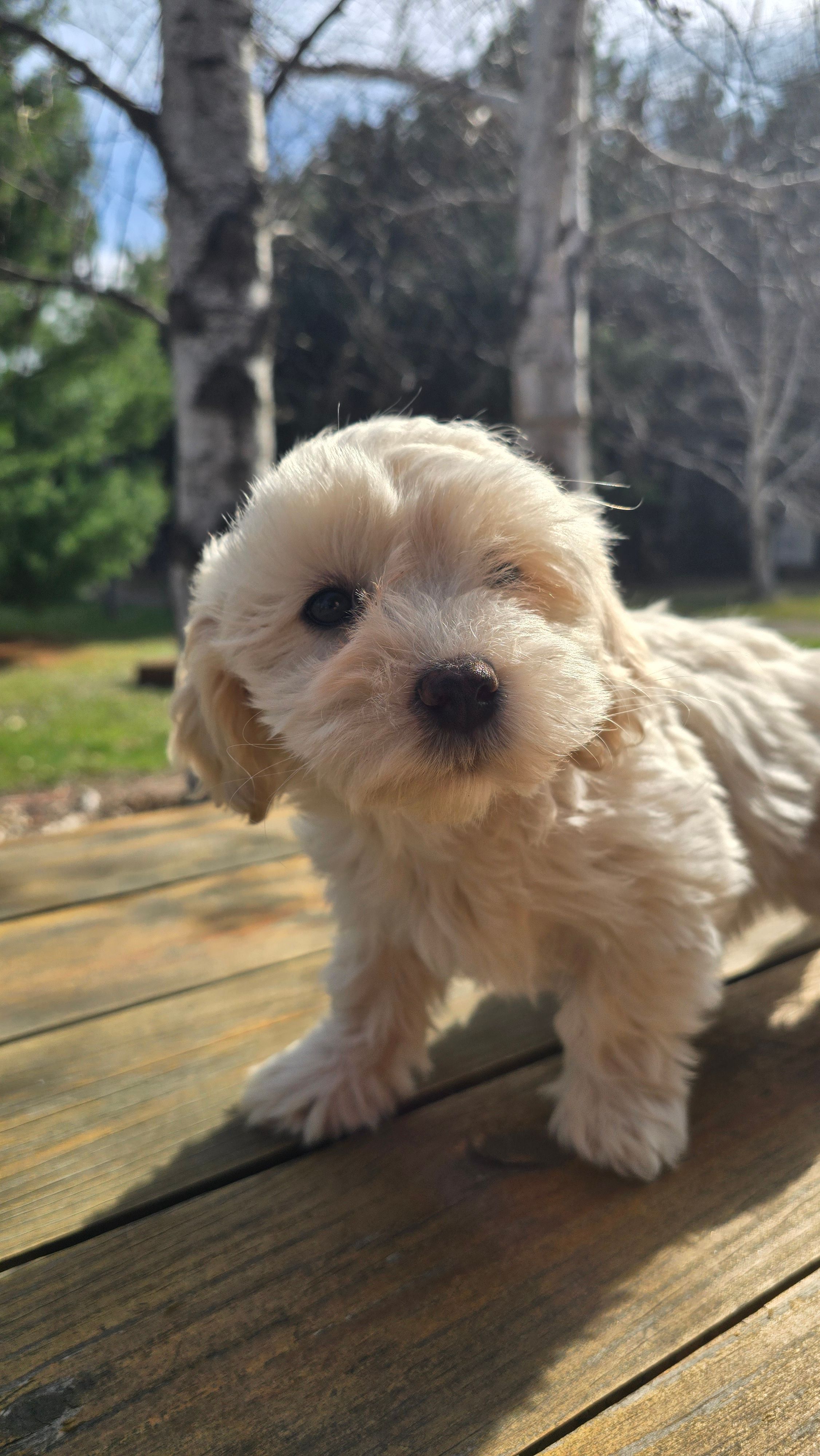 Vera – Bichon Frise, Cavapoo puppy for sale in Mora, MN