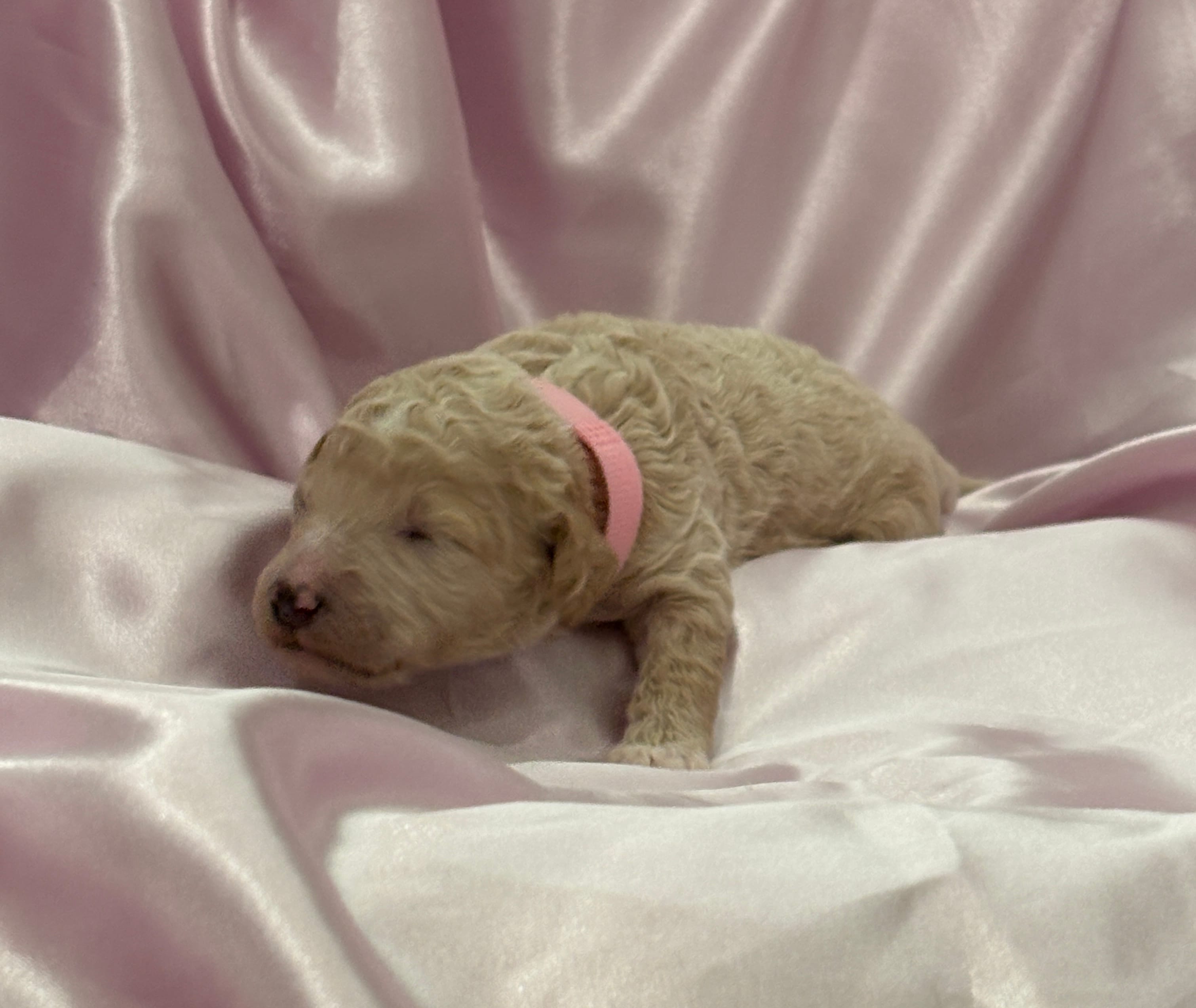 LITTLE FI-FI – Miniature Goldendoodle puppy for sale in Saint Marys, KS