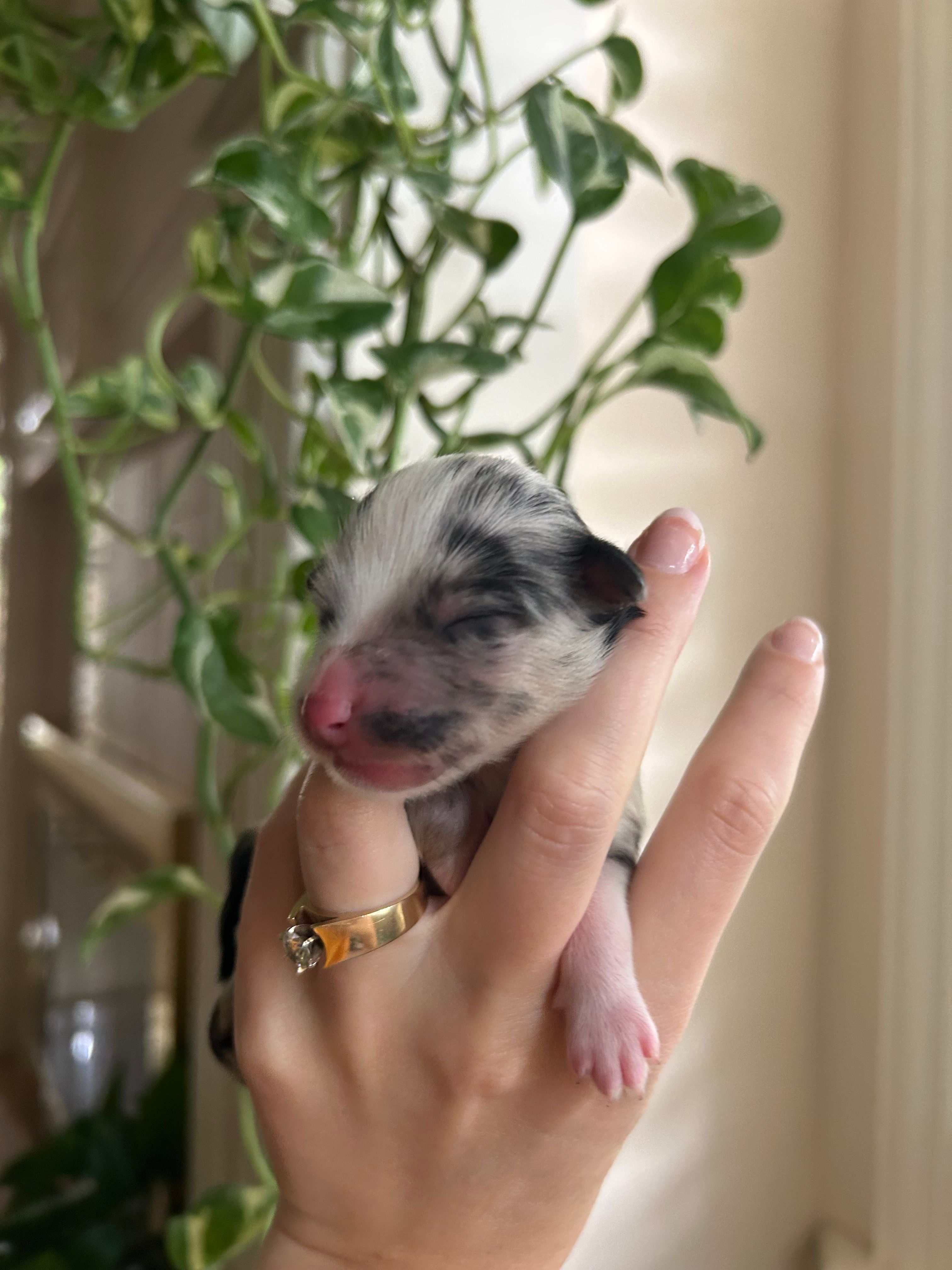 Montana – Miniature Australian Shepherd puppy for sale in North Richland Hills, TX