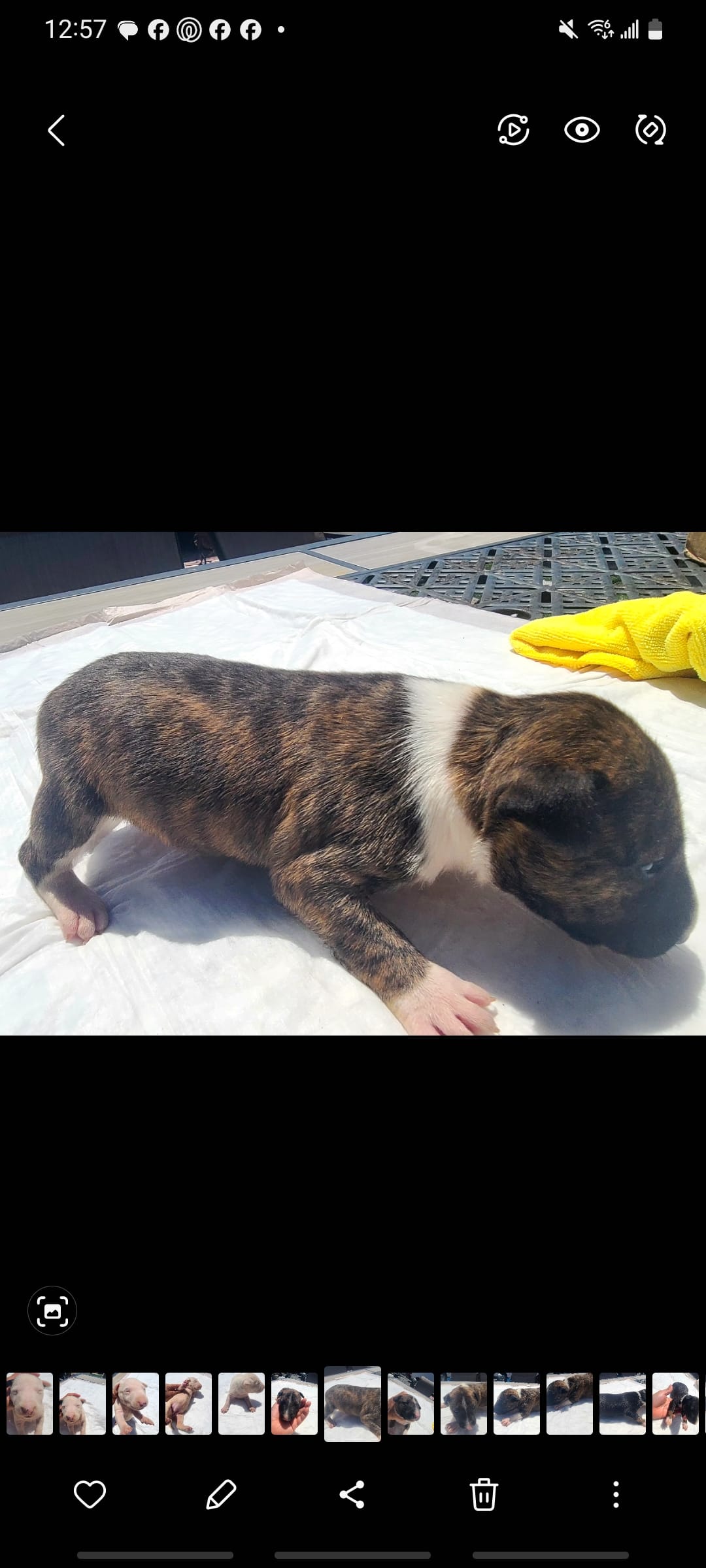 Milo  – Bull Terrier puppy for sale in Riverside, CA