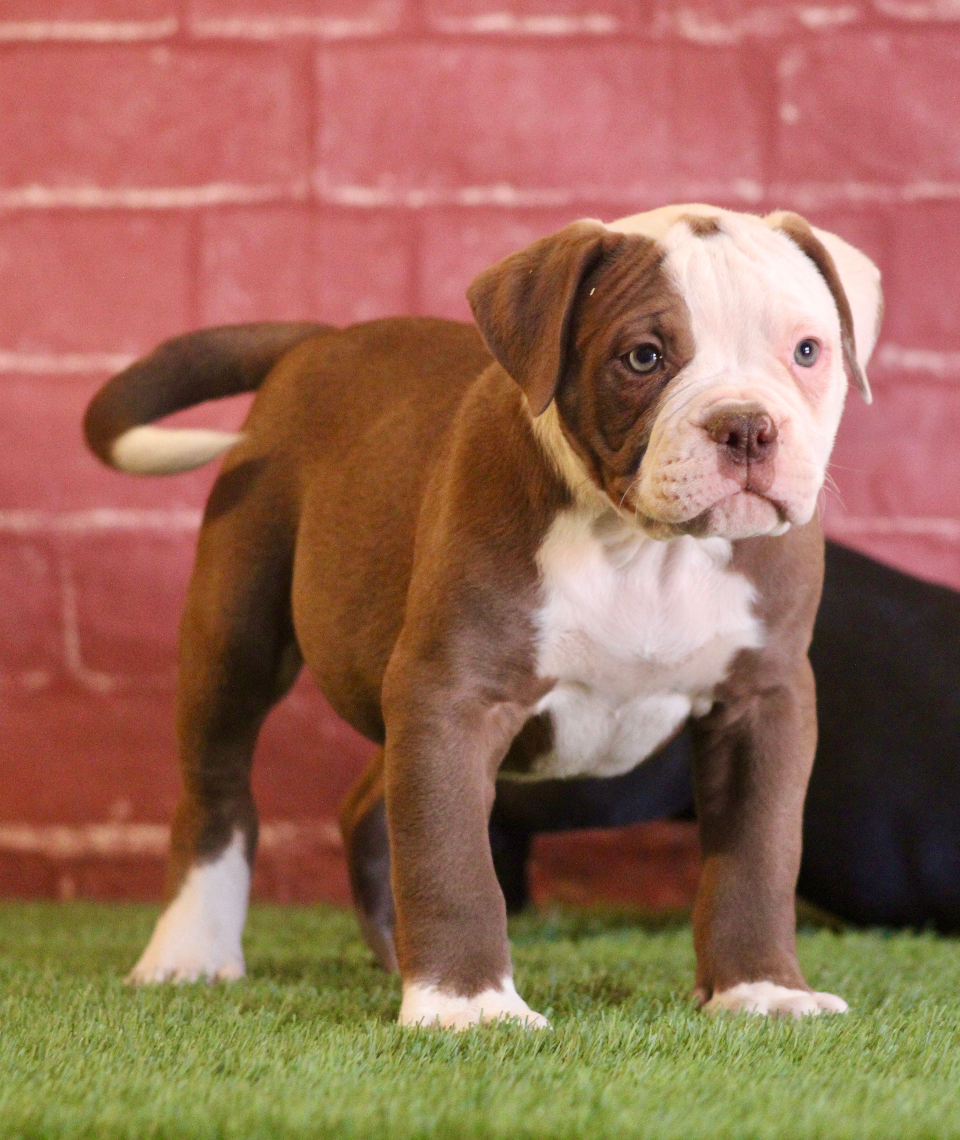 Crunch – American Bulldog puppy for sale in Clovis, NM
