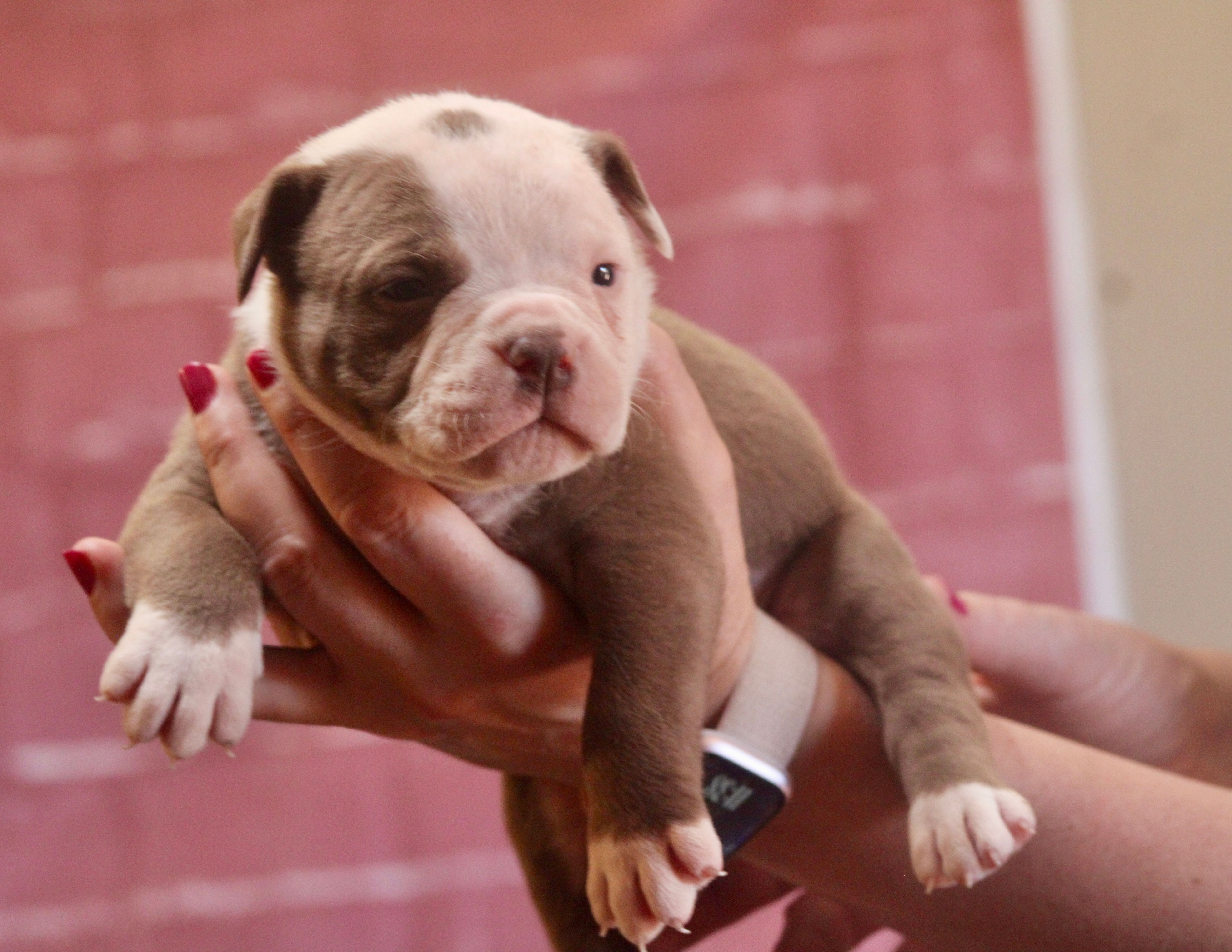 Crunch – American Bulldog puppy for sale in Clovis, NM
