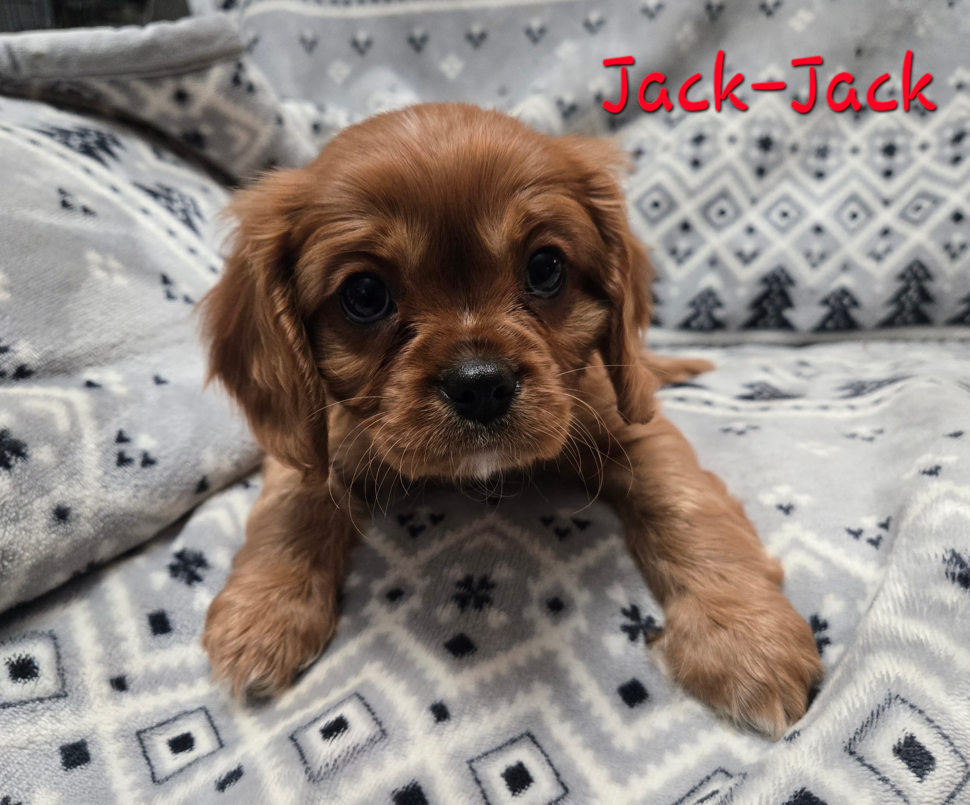 AKC Jack-Jack 