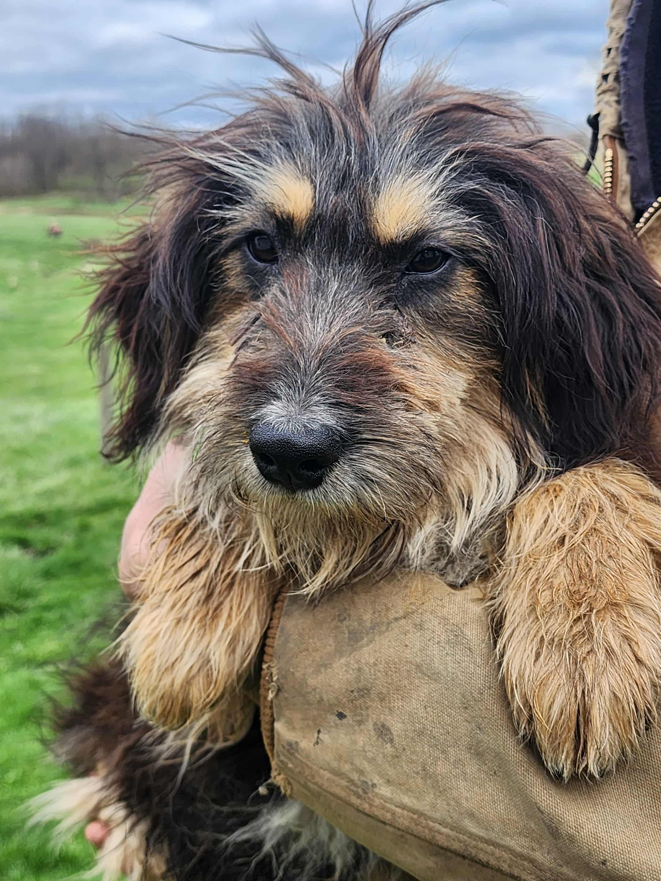 Jill – Bernese Mountain Dog, Bernedoodle puppy for sale in Shreve, OH