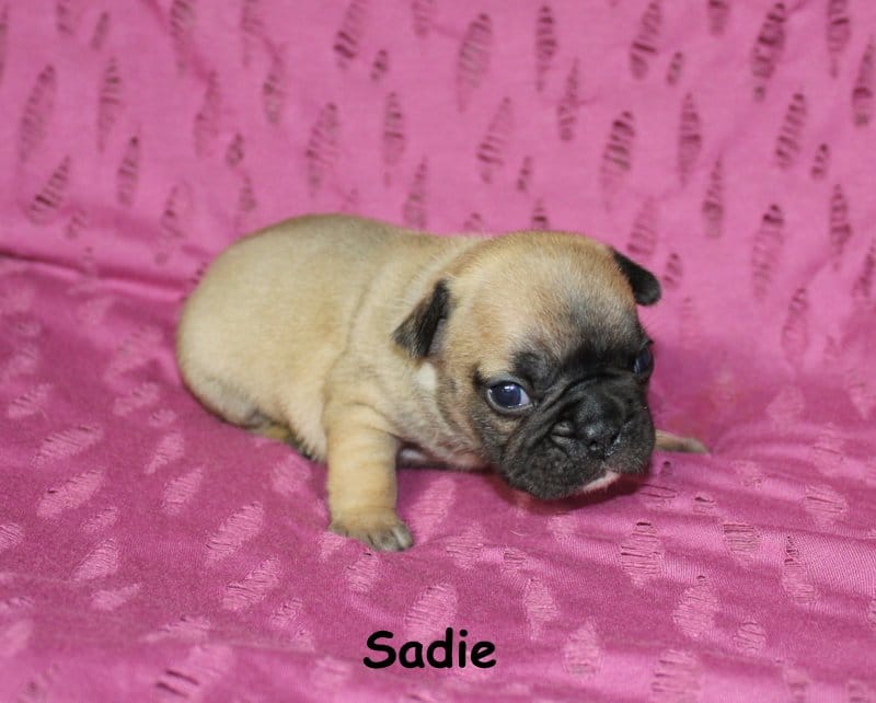 Sadie – French Bulldog puppy for sale in Maple Hill, KS