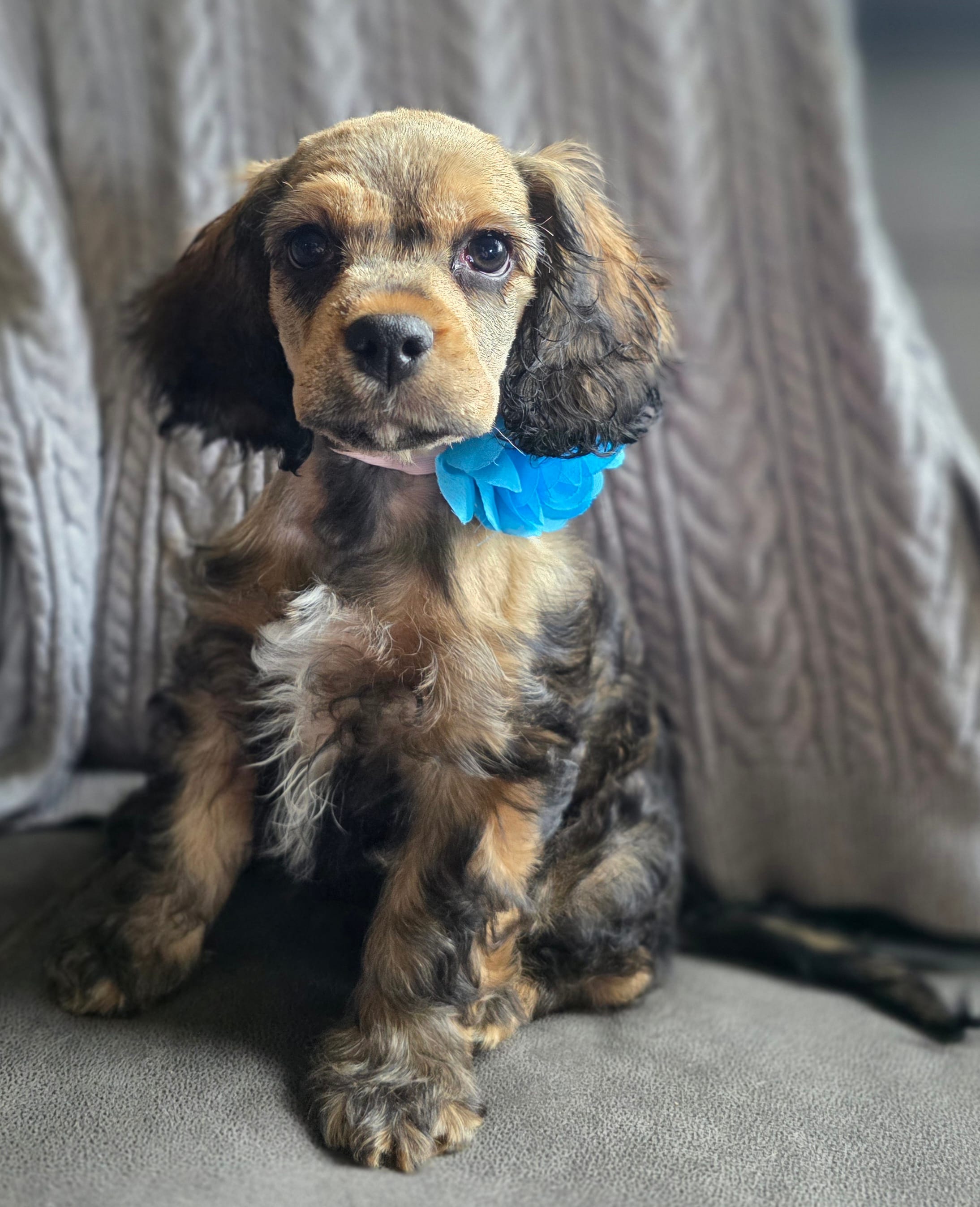 Addy – Bichon Frise, Cocker Spaniel puppy for sale in Lexington, KY