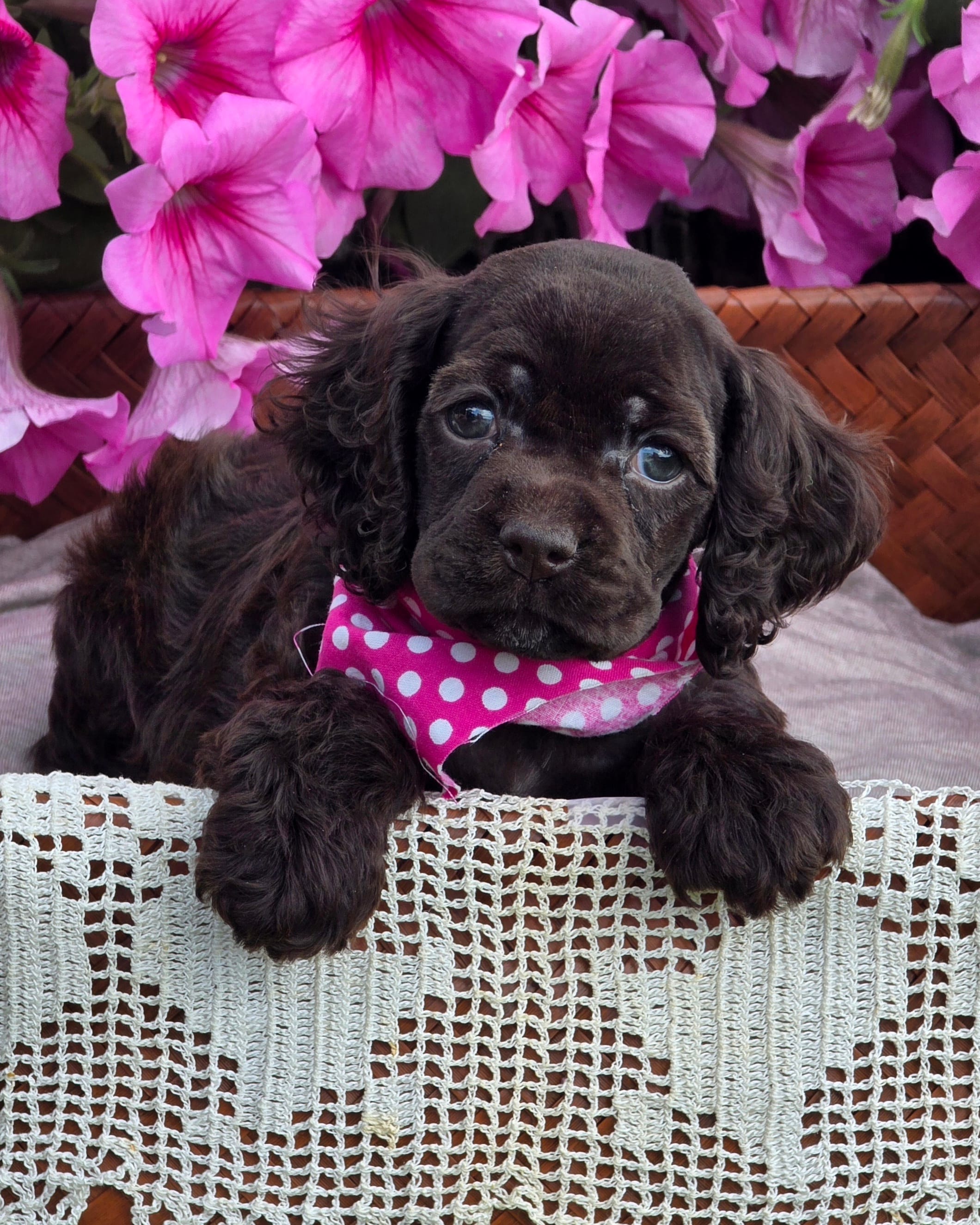 Chocolate female – Cocker Spaniel puppy for sale in Lexington, KY