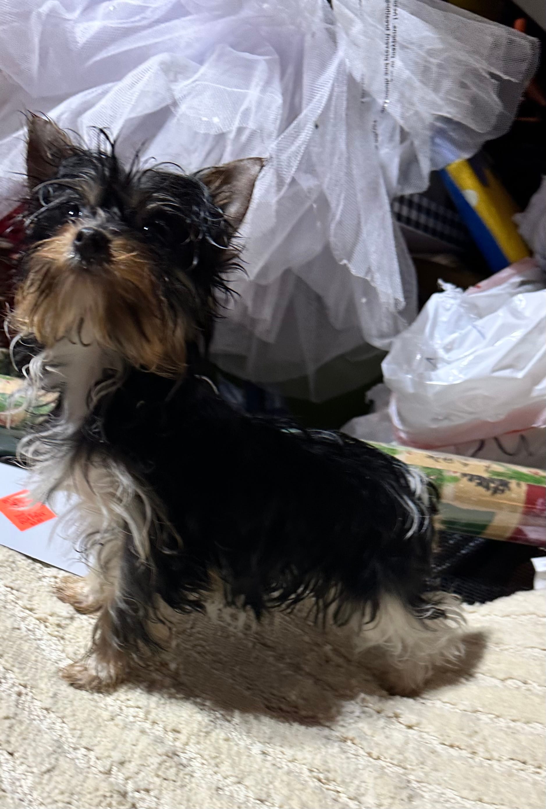 Meghan – Yorkshire Terrier puppy for sale in Toccoa, GA
