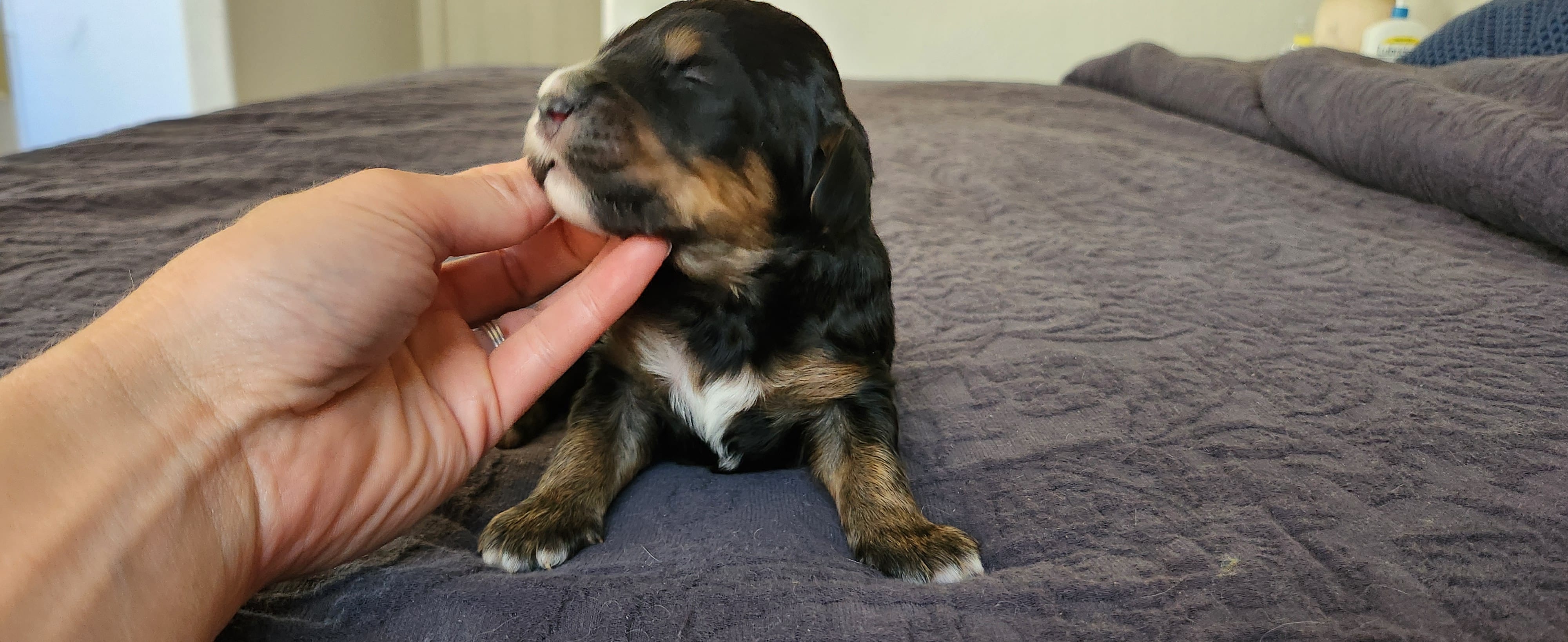 Oakley  – Bernedoodle puppy for sale in Pueblo West, CO