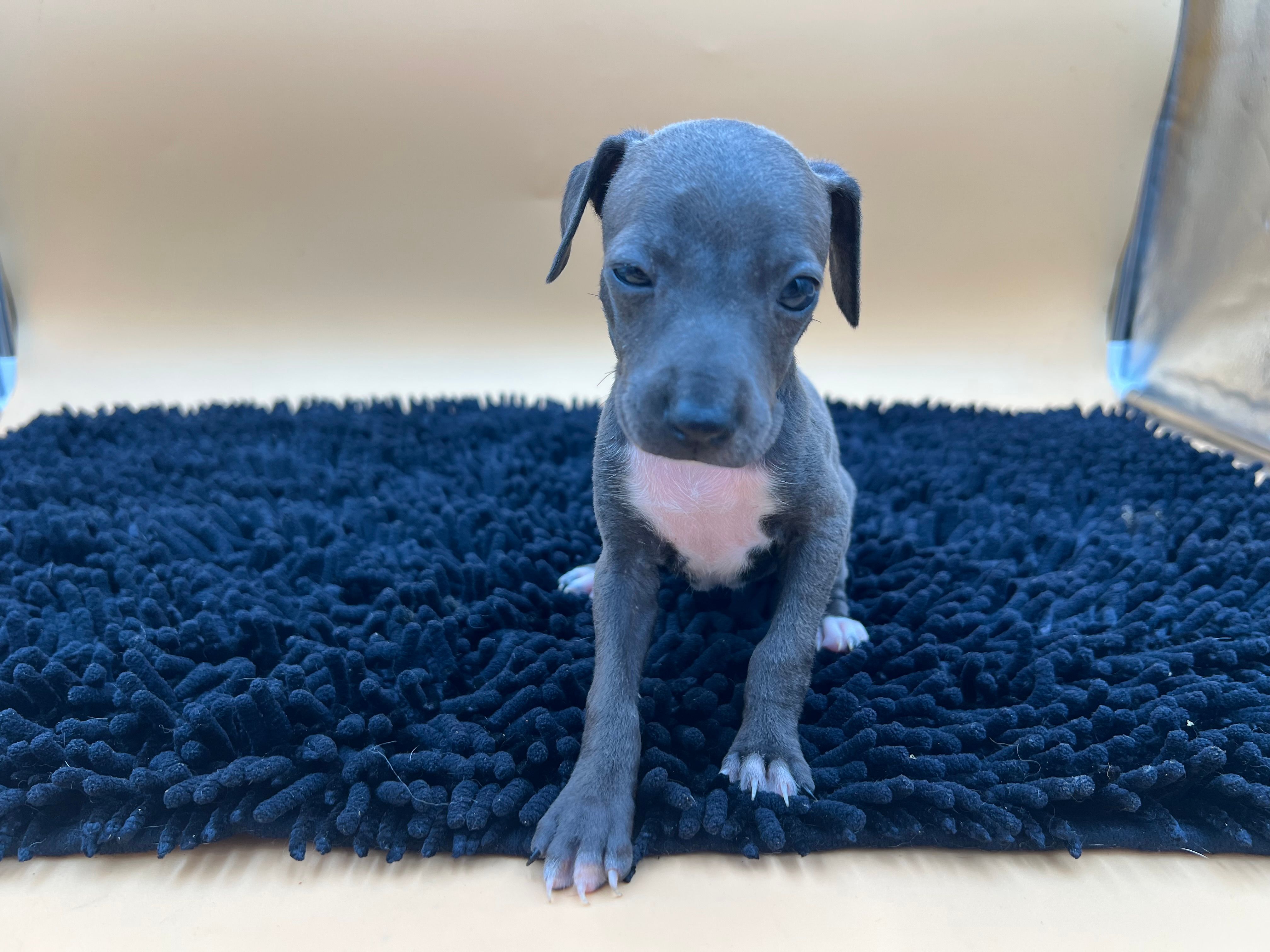 Jasper, a female Italian Greyhound for sale in Havana, AR – Photo 4 of 7