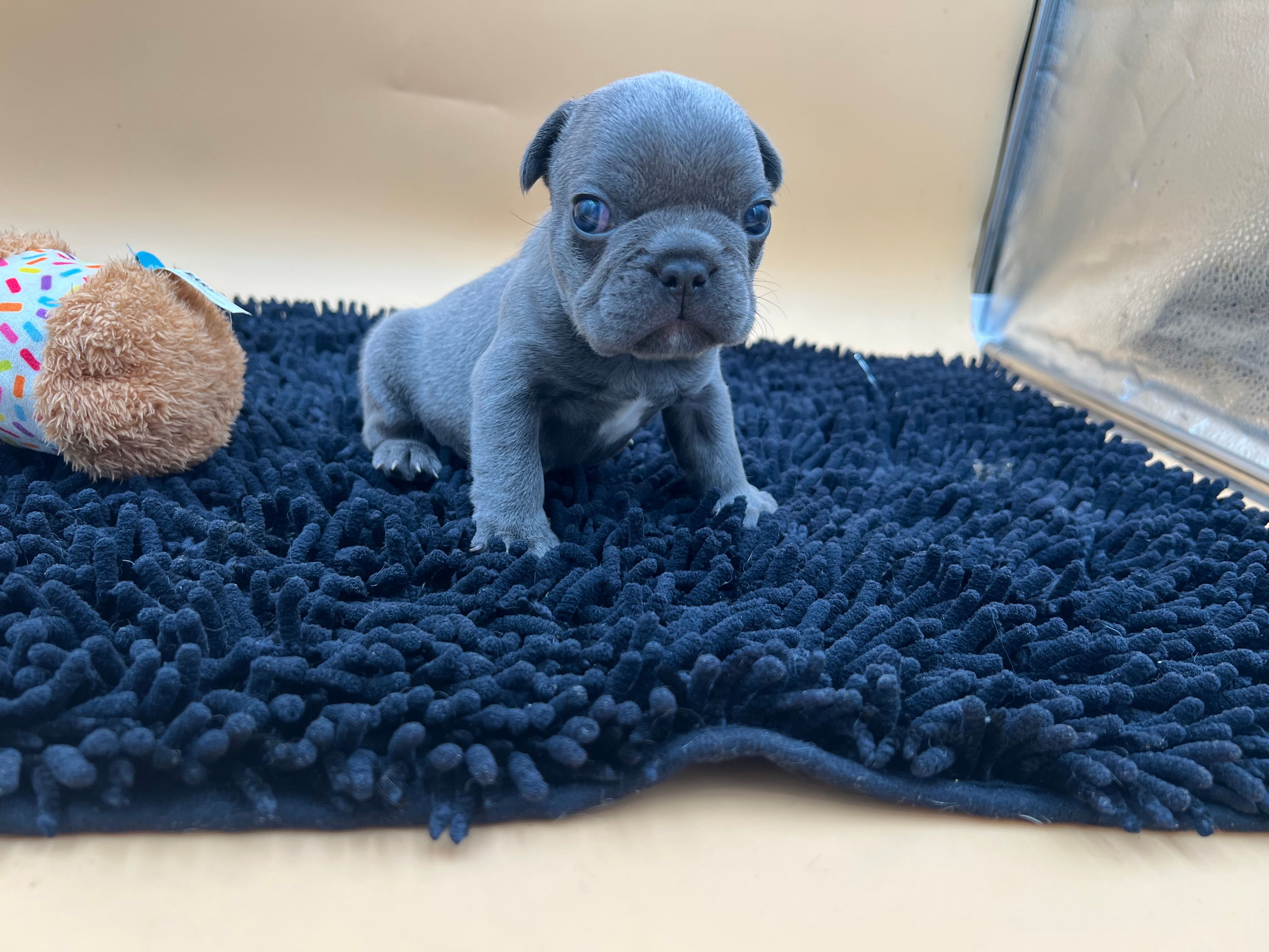 Gun powder – French Bulldog puppy for sale in Havana, AR