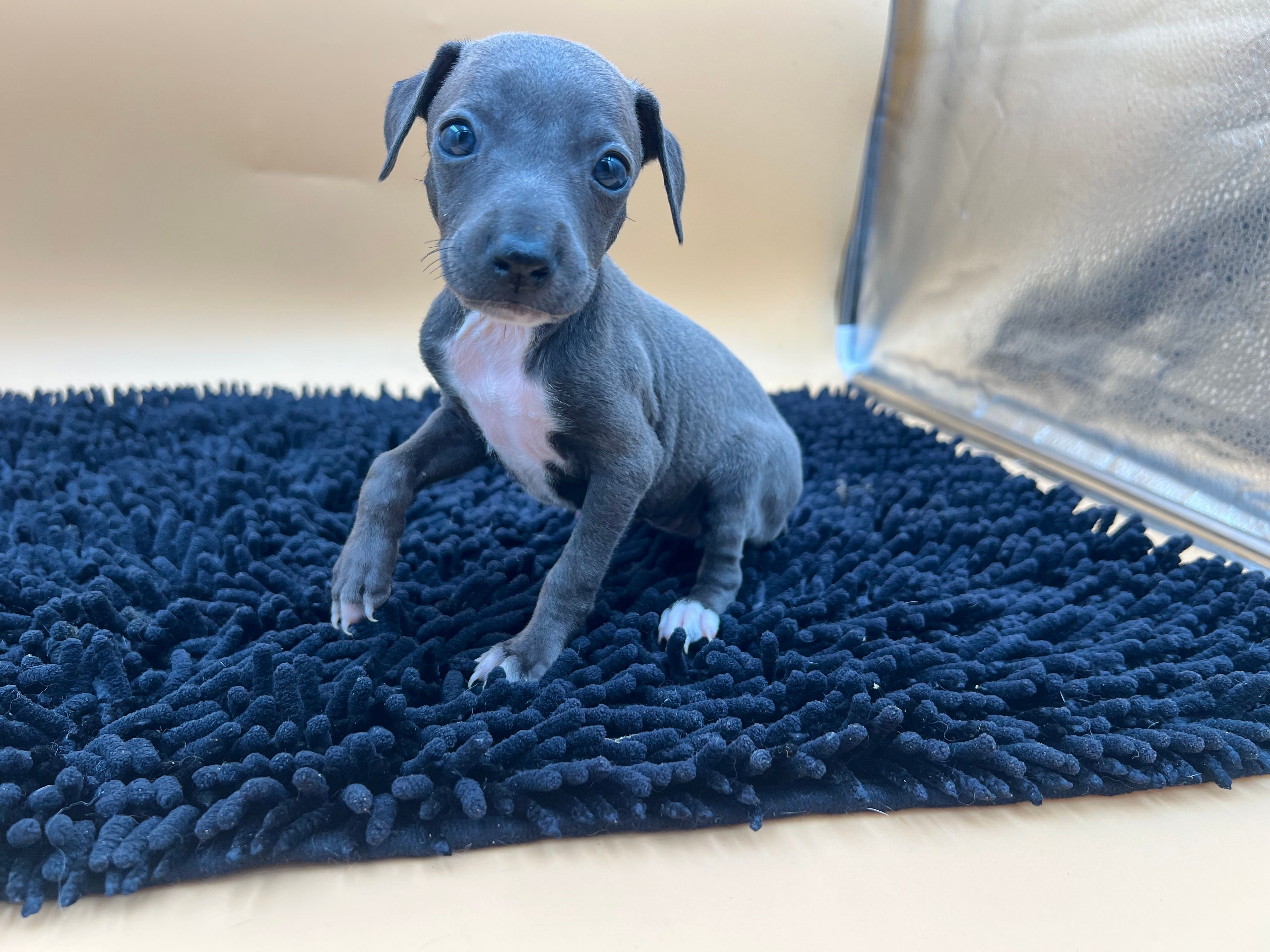 Jasper – Italian Greyhound puppy for sale in Havana, AR