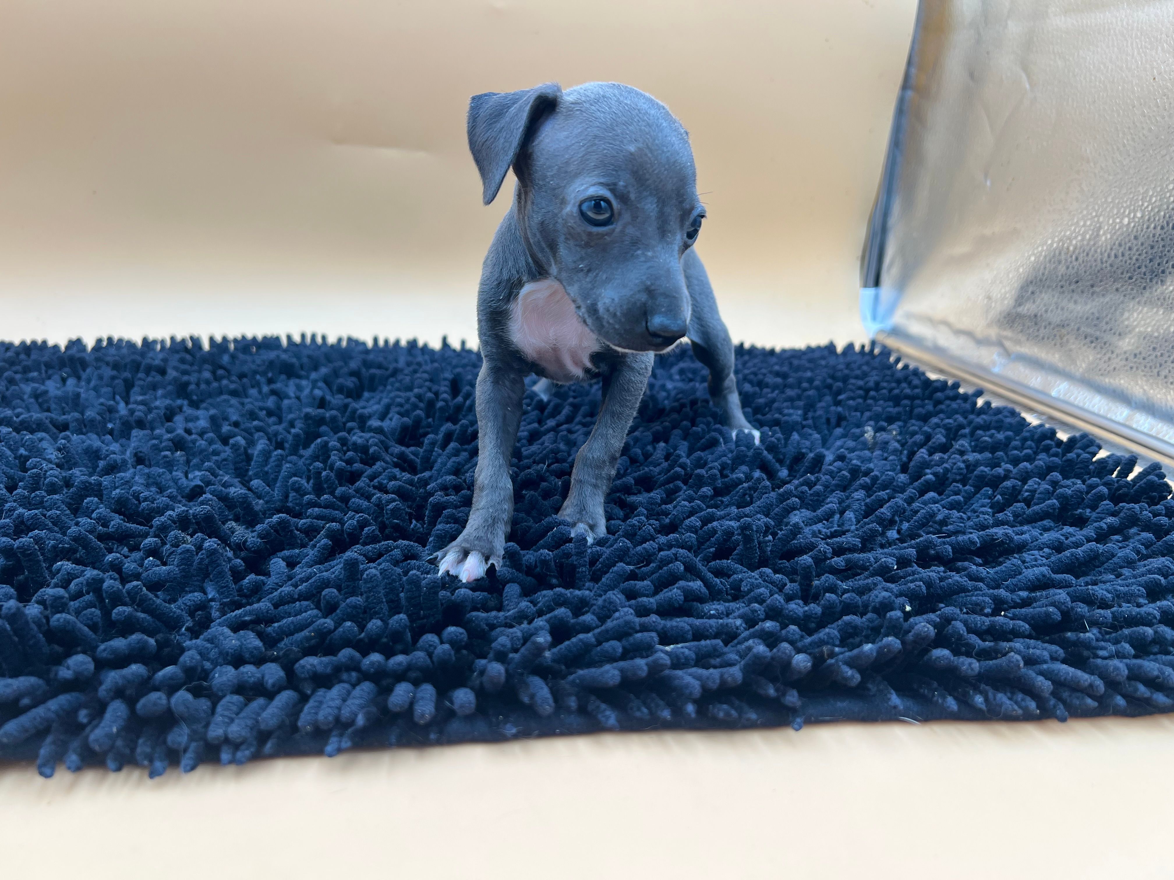 Jasper, a female Italian Greyhound for sale in Havana, AR – Photo 5 of 7