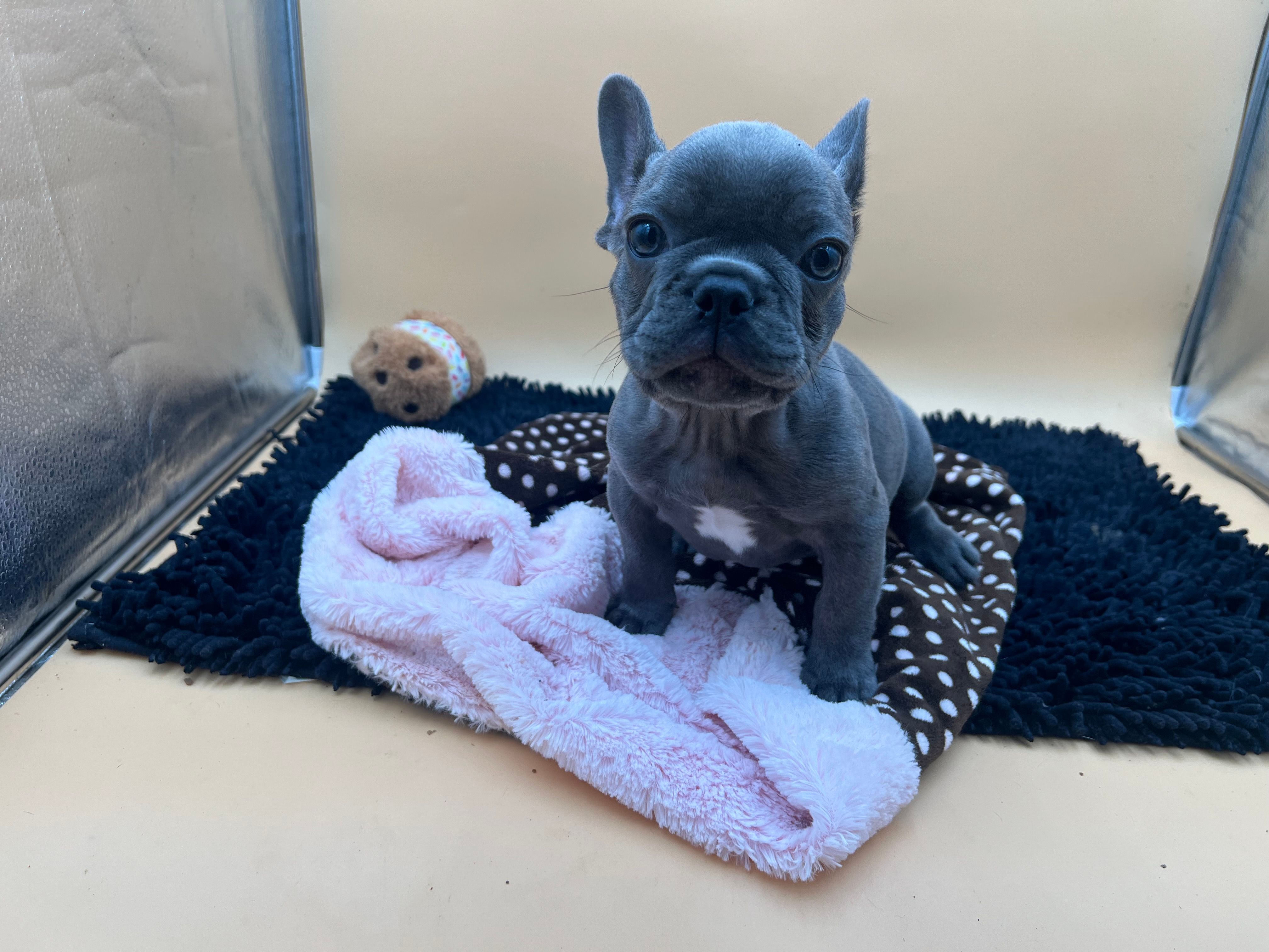 Gun powder – French Bulldog puppy for sale in Havana, AR