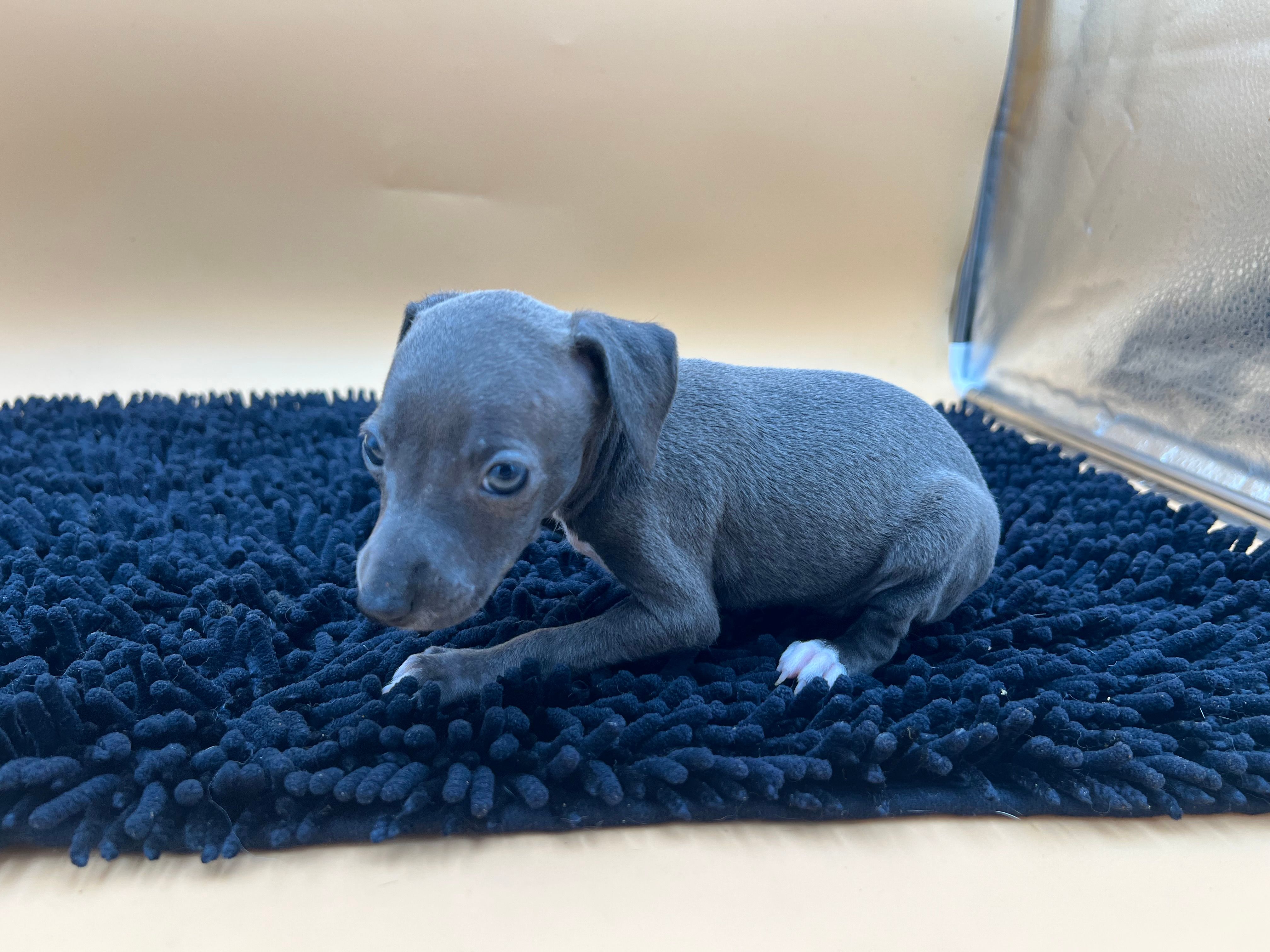 Jasper, a female Italian Greyhound for sale in Havana, AR – Photo 7 of 7