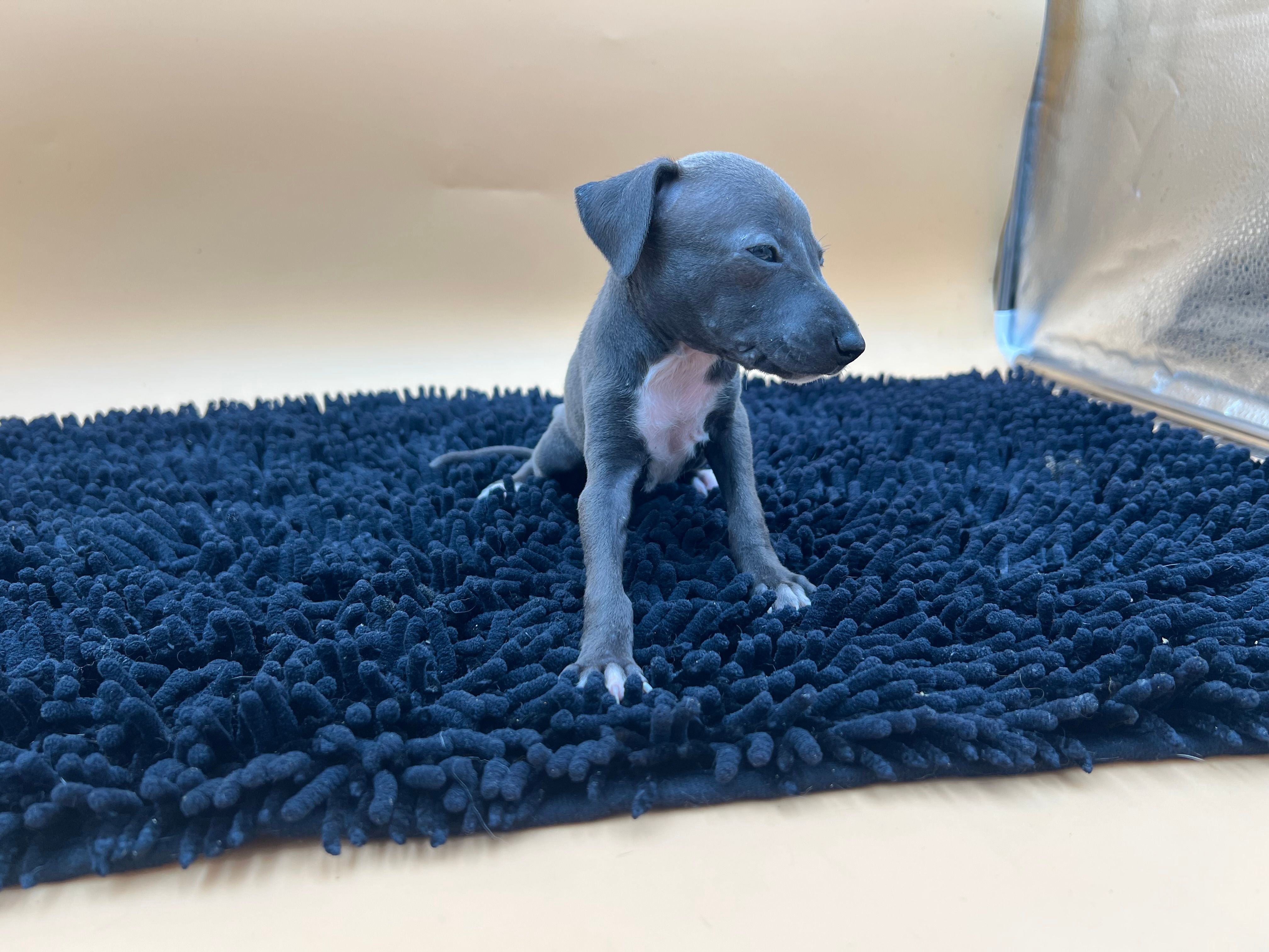 Jasper, a female Italian Greyhound for sale in Havana, AR – Photo 6 of 7