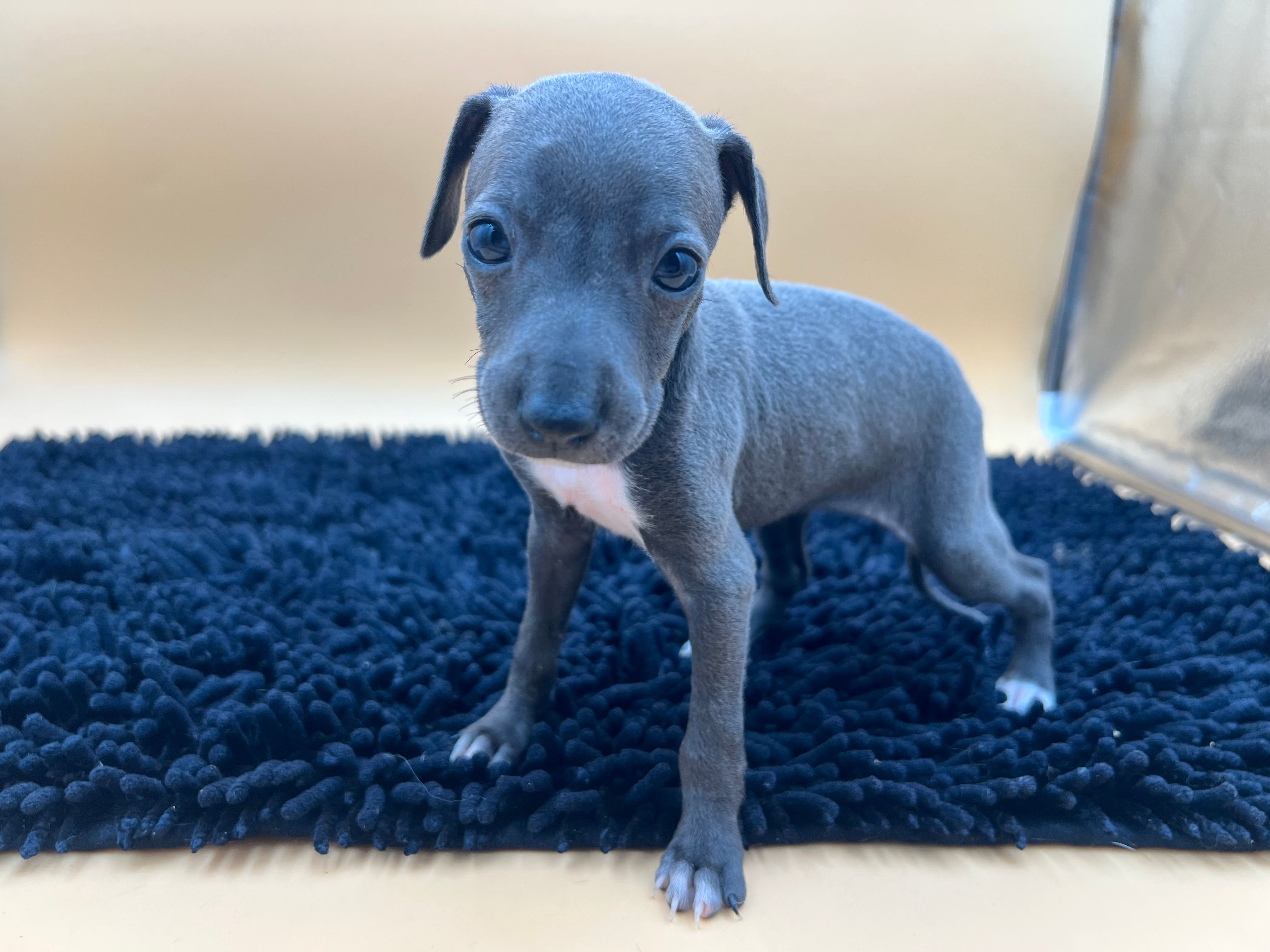 Jasper, a female Italian Greyhound for sale in Havana, AR – Photo 2 of 7
