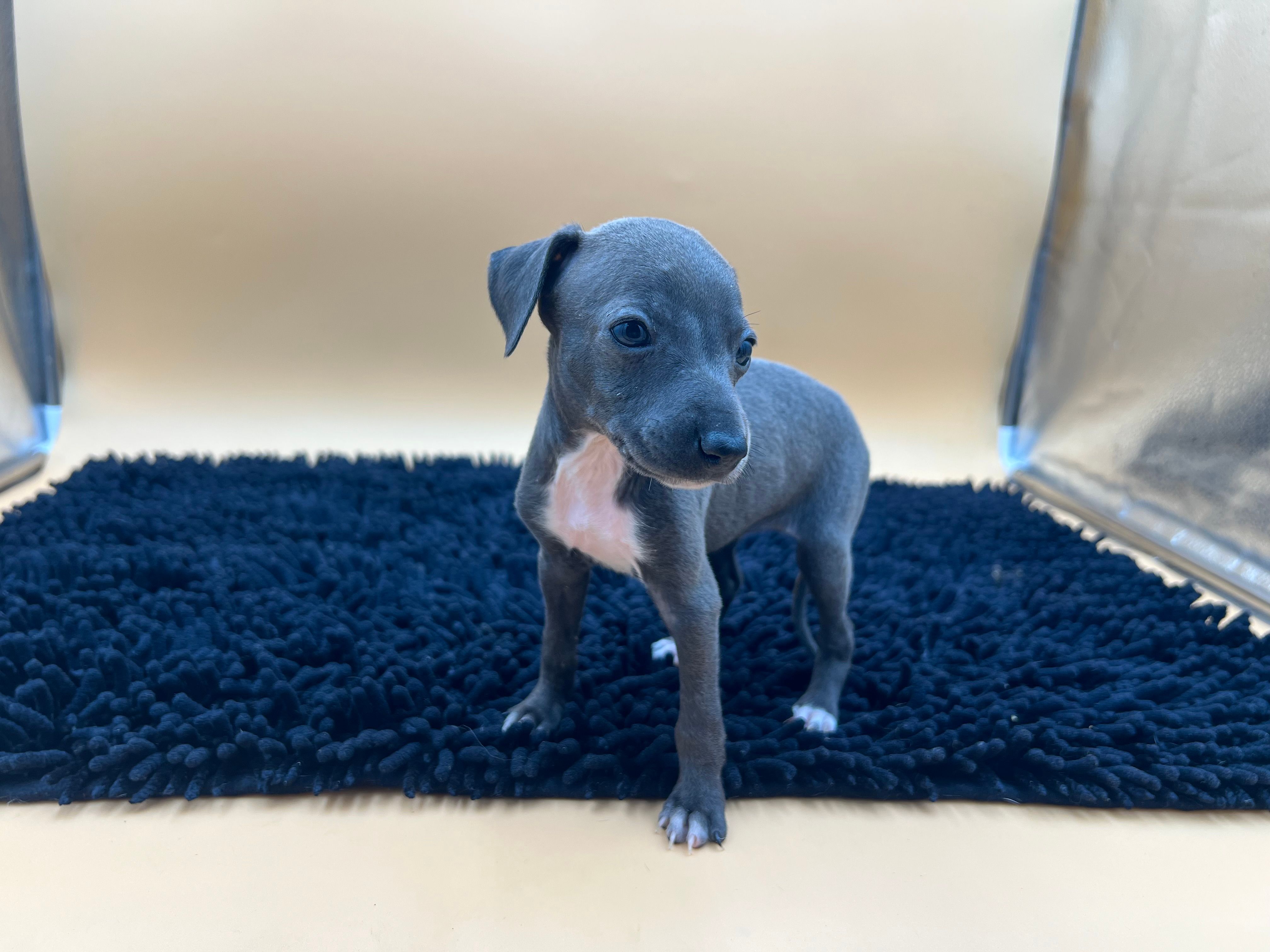 Jasper, a female Italian Greyhound for sale in Havana, AR – Photo 3 of 7