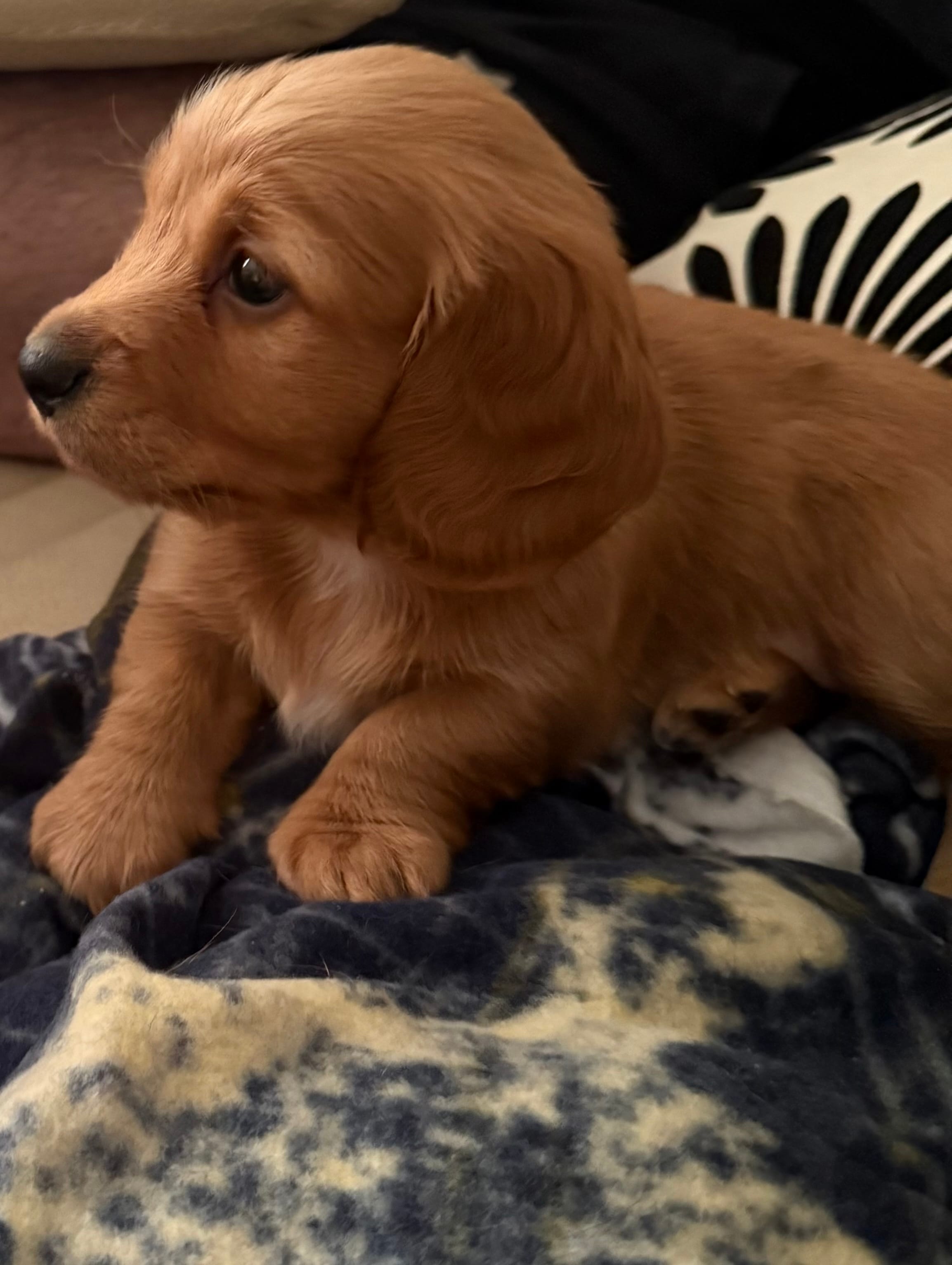 Ren – Miniature Dachshund puppy for sale in Wilton Manors, FL