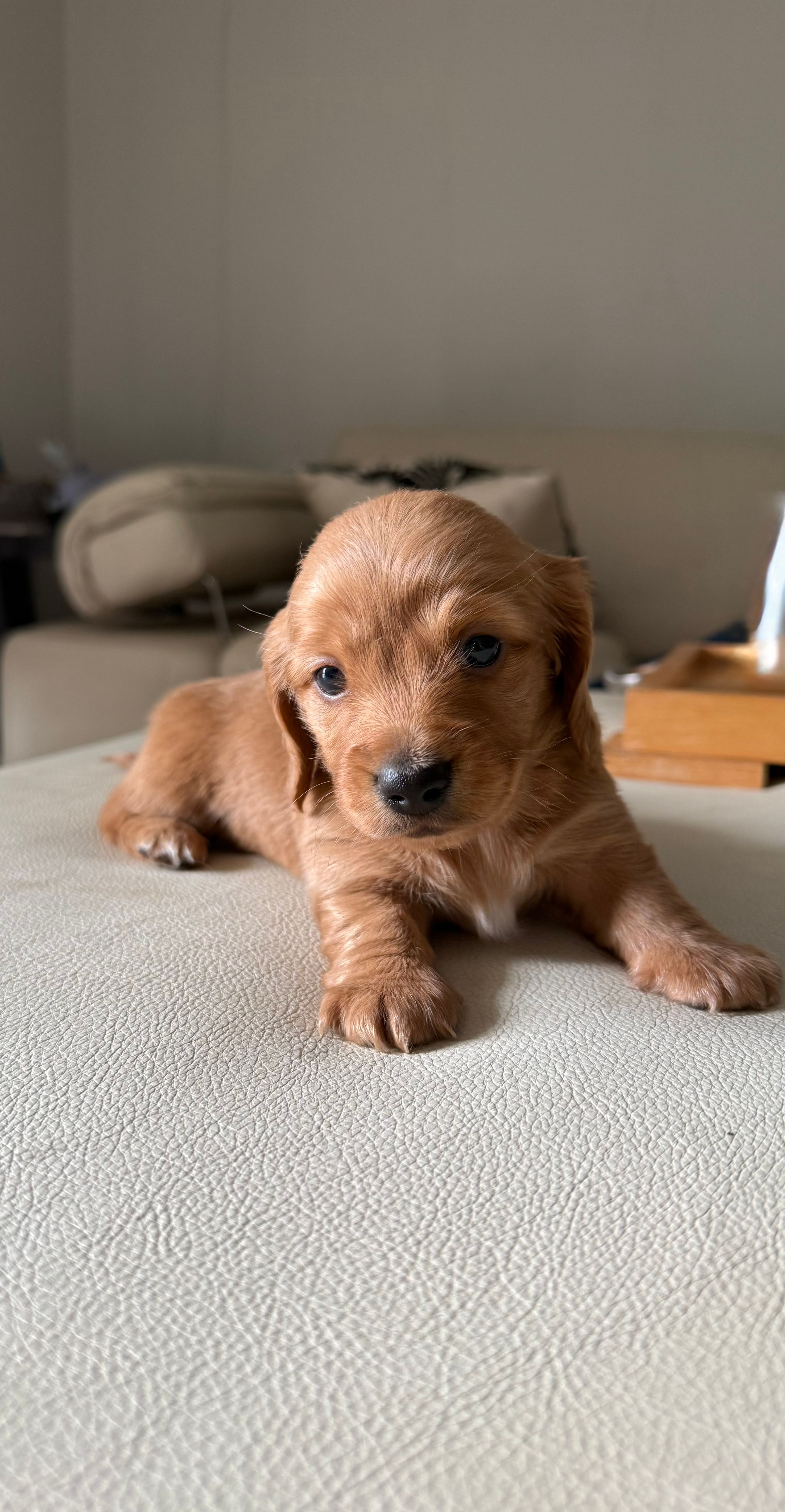 Ren – Miniature Dachshund puppy for sale in Wilton Manors, FL