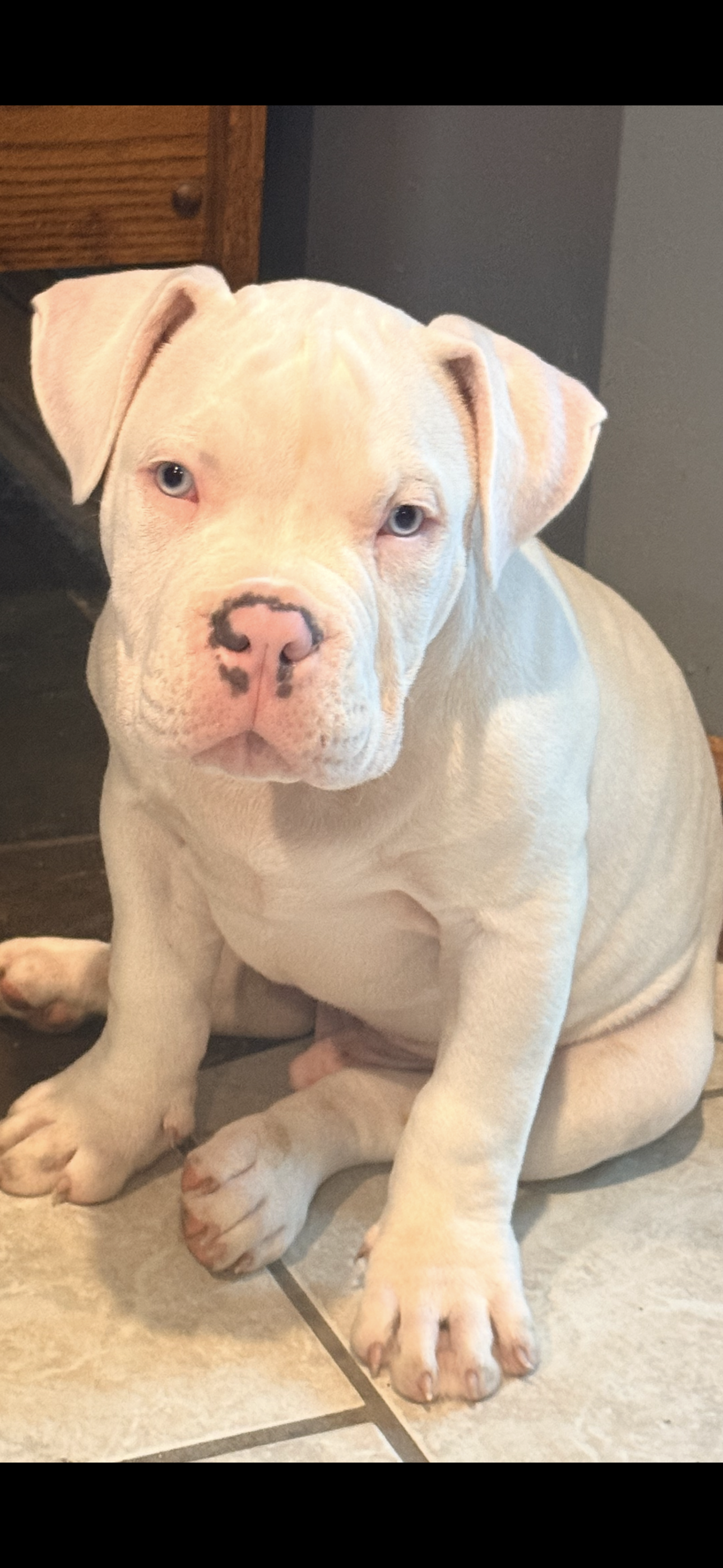 Kai – American Bully puppy for sale in Kent, OH