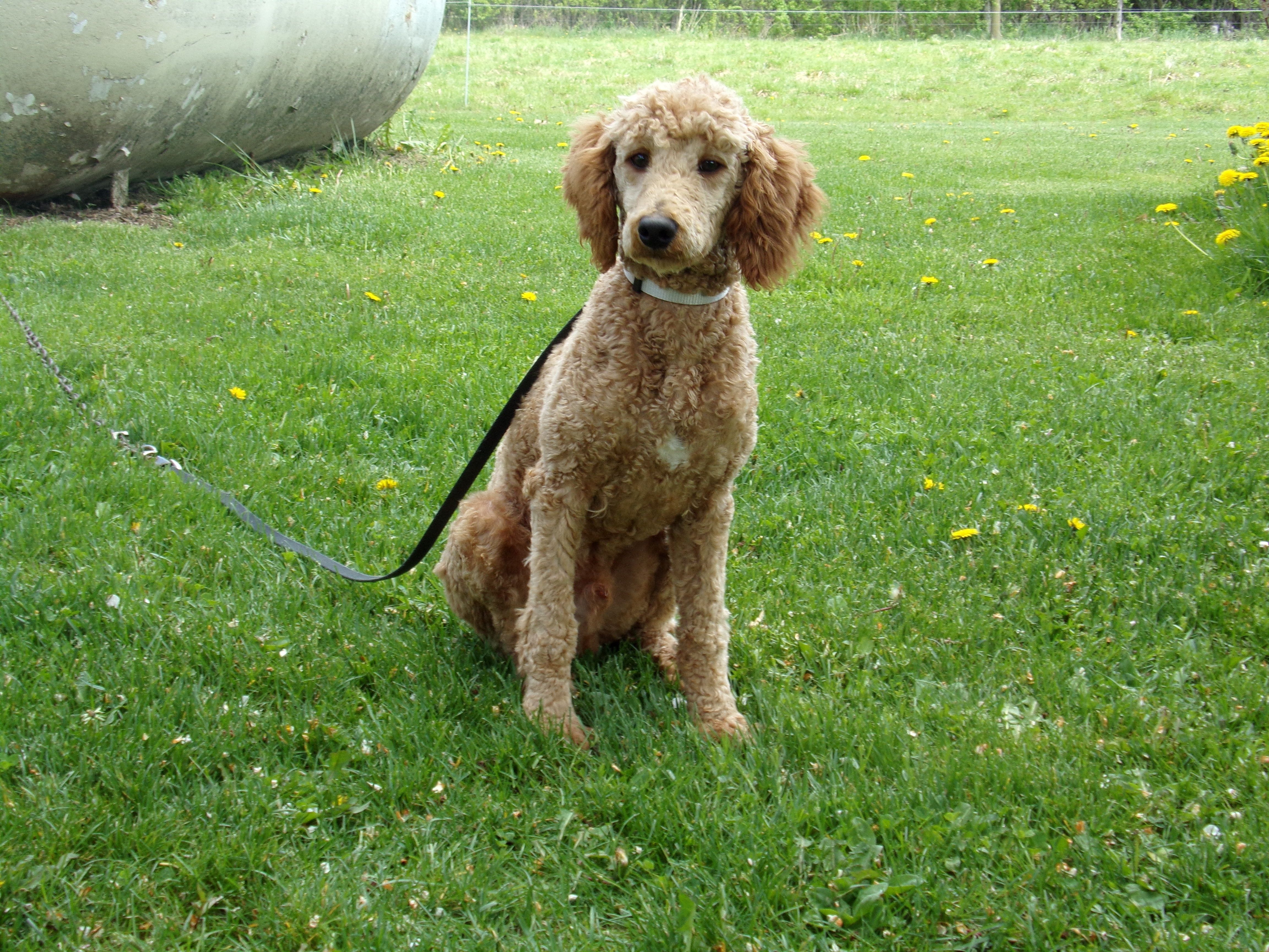Ezra – Poodle - Miniature  puppy for sale in Abbotsford, WI