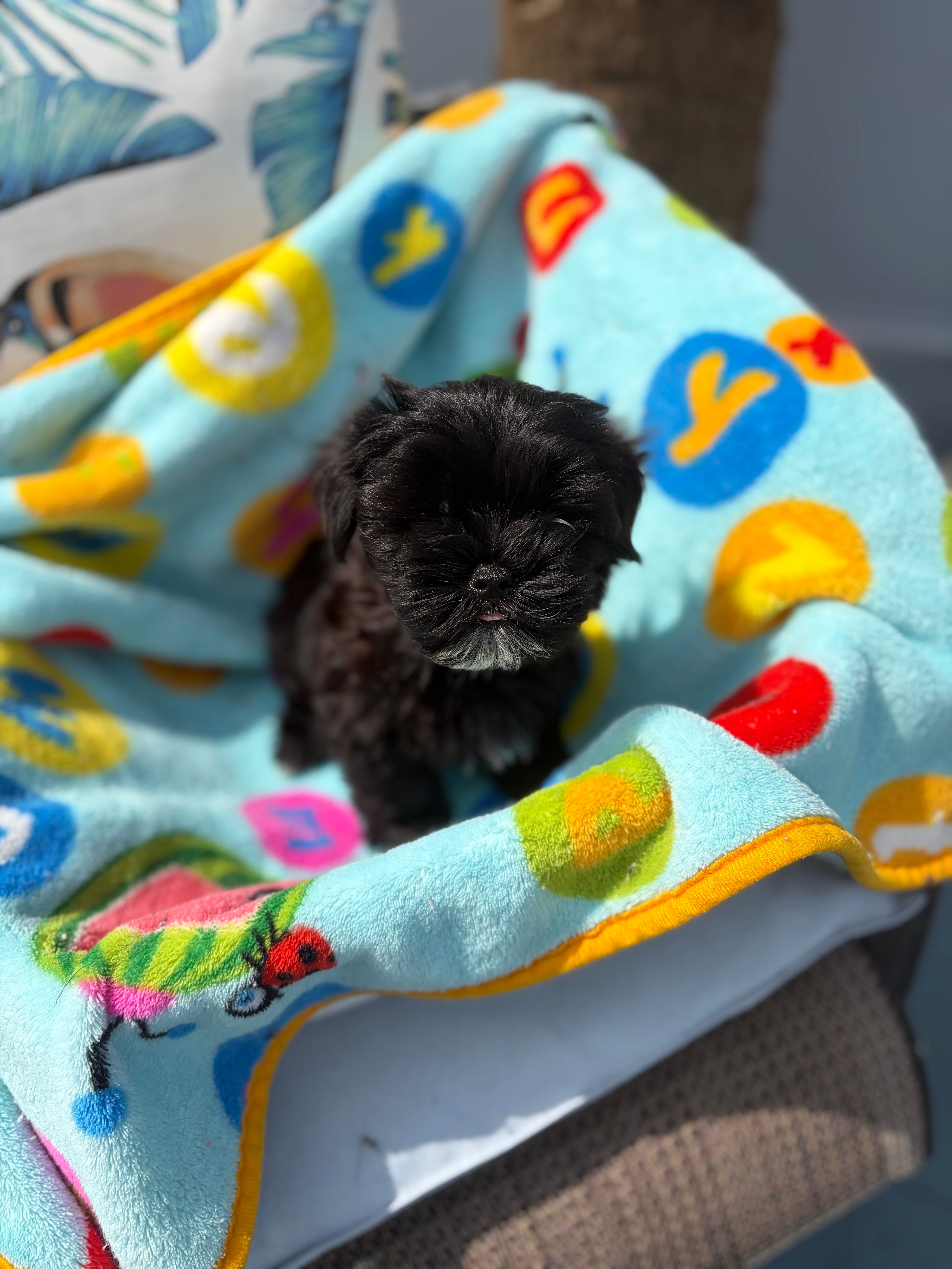 Peanut  – Yorkshire Terrier puppy for sale in Zephyrhills, FL