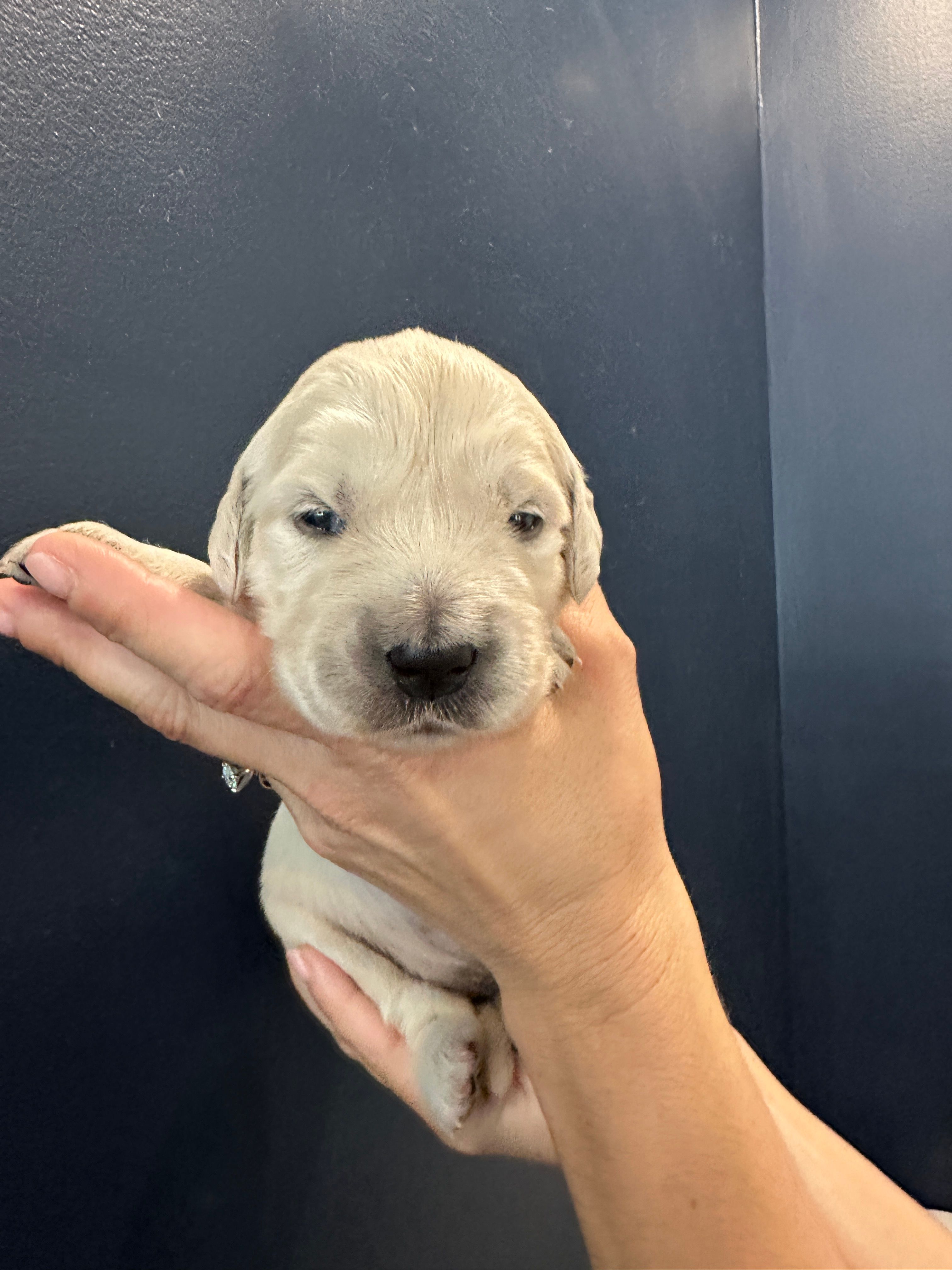 Dolly – English Cream Golden Retriever puppy for sale in Benson, NC