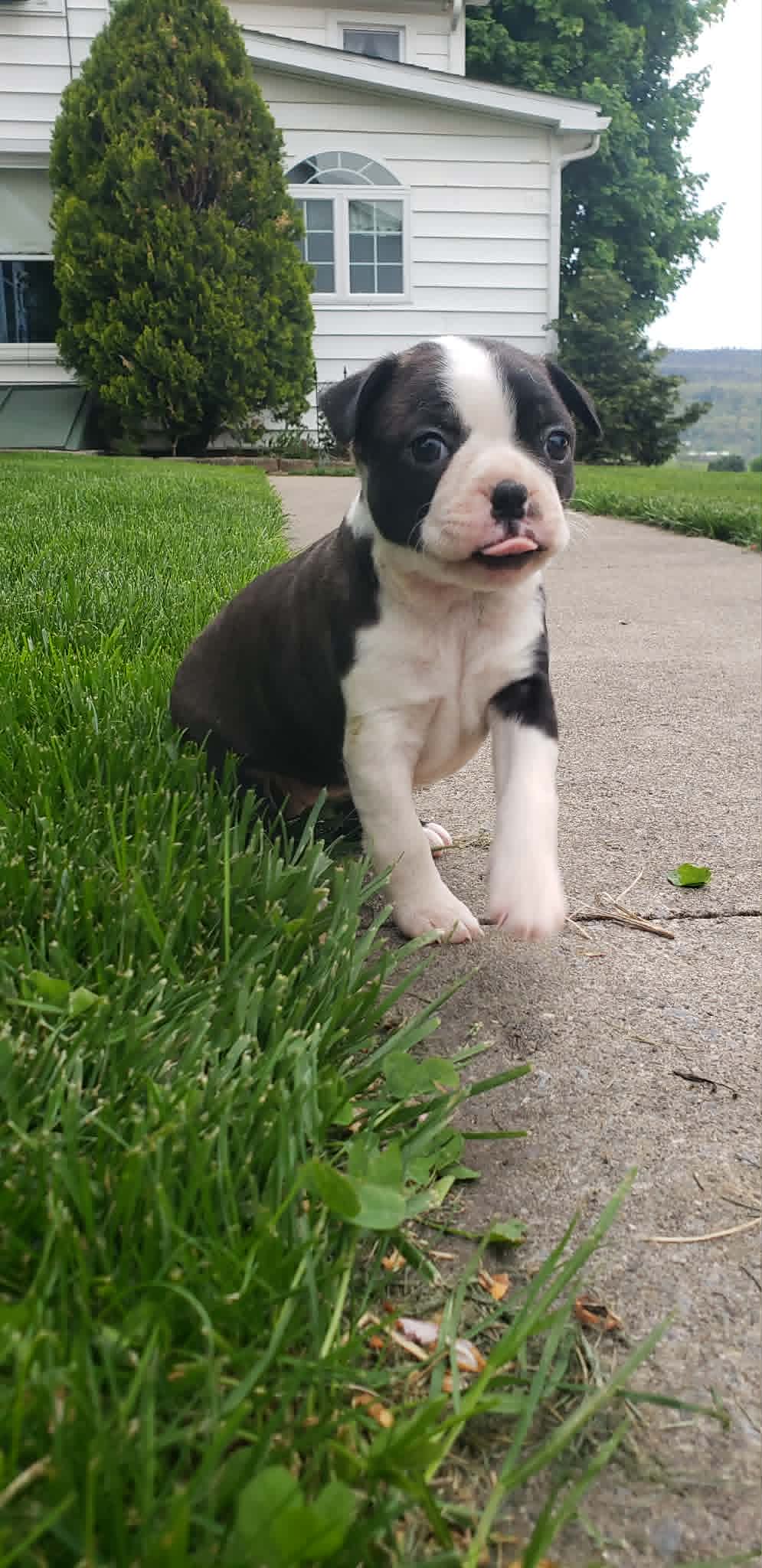 Lily – Boston Terrier puppy for sale in Belleville, PA